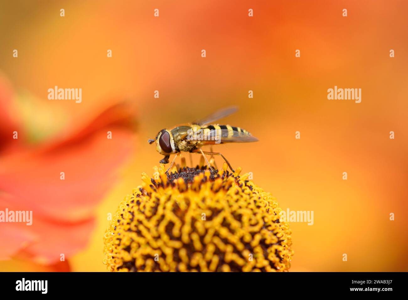 Hoverfly che dà da mangiare a un fiore di Helenium in un confine con il giardino, contea di Durham, agosto Foto Stock