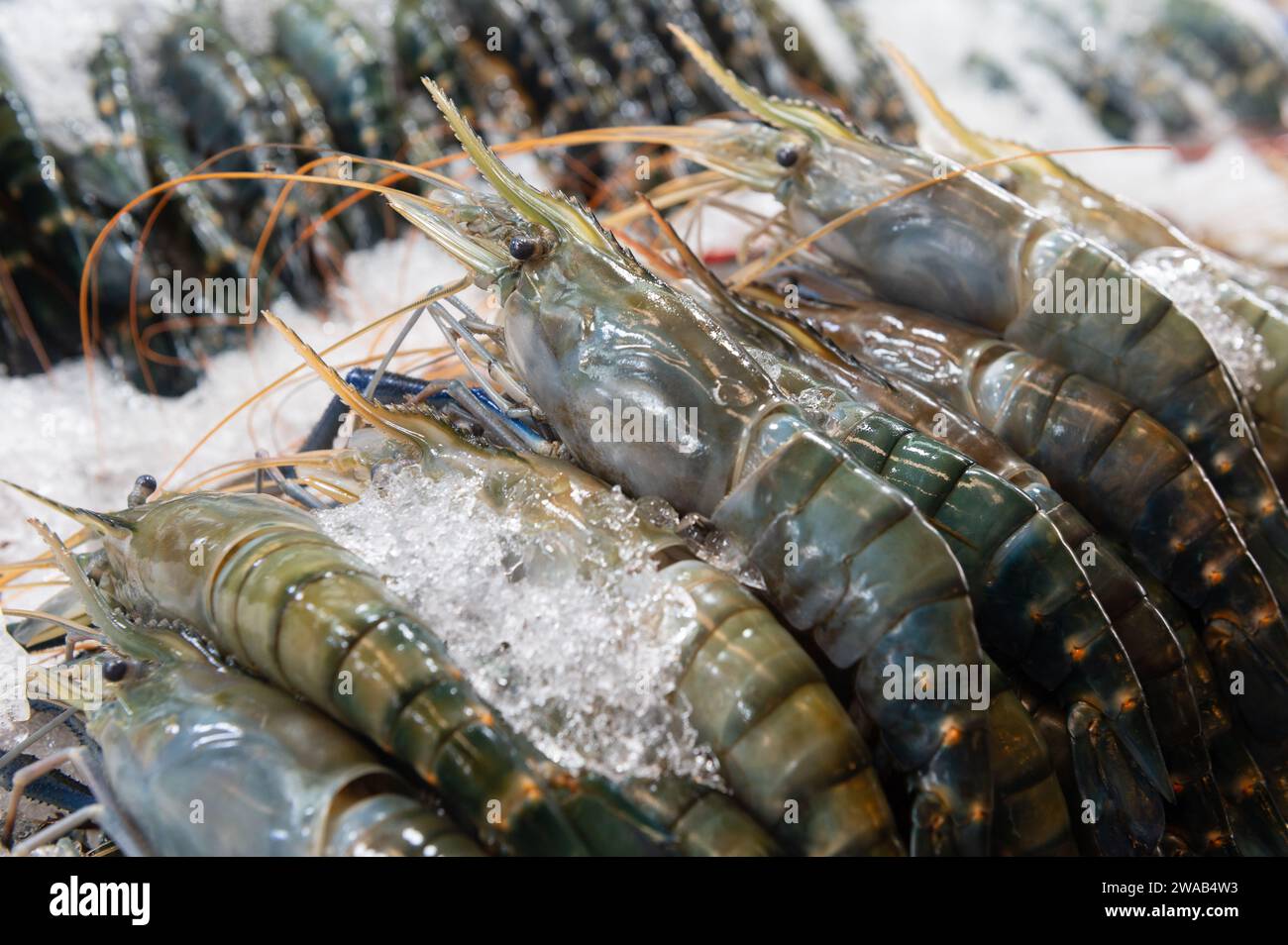 I gamberi freschi sul ghiaccio al mercato alimentare Foto Stock