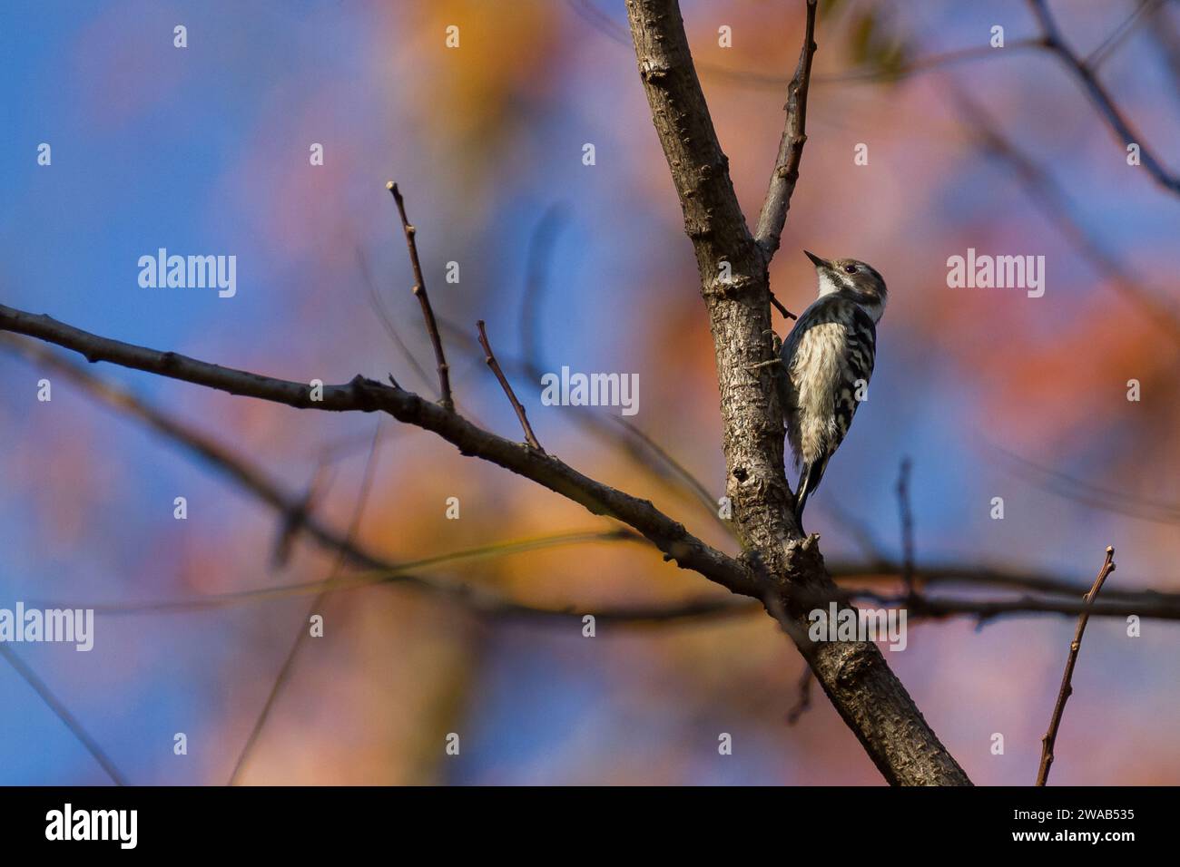 Un picchio piccante giapponese (Yungipicus kizuki) su un albero in un parco a Kanagawa, in Giappone. Foto Stock