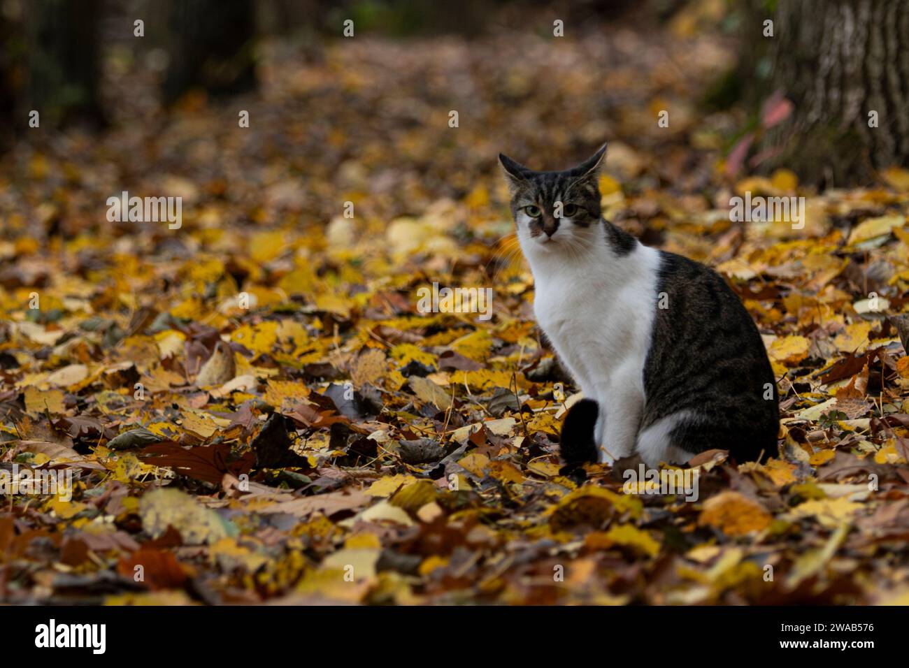 Gatto seduto nella foresta autunnale Foto Stock