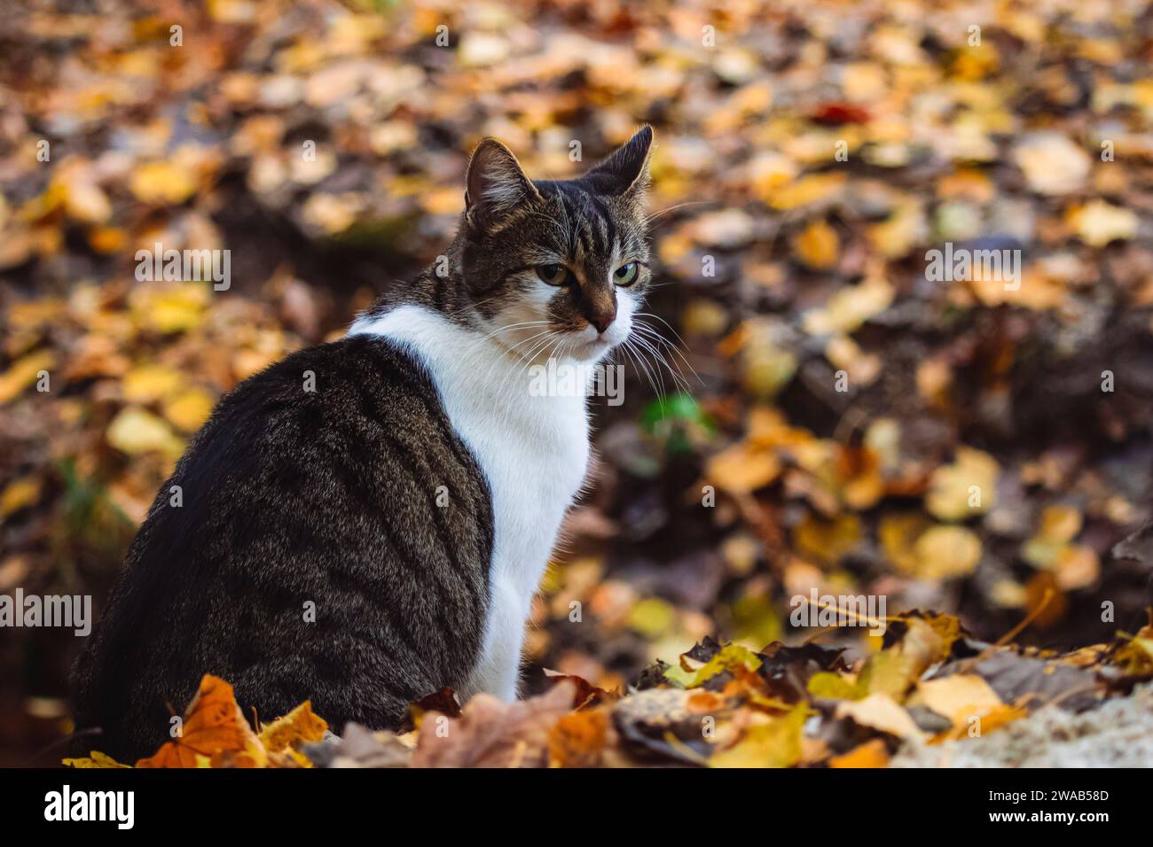 Gatto seduto nella foresta autunnale Foto Stock