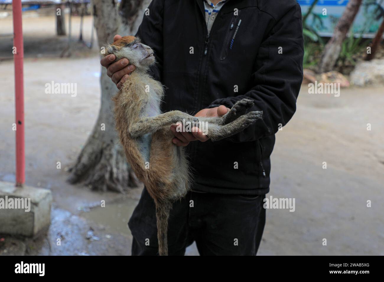 Gaza. 2 gennaio 2024. Una scimmia debole è raffigurata in uno zoo privato nella parte meridionale della Striscia di Gaza, nella città di Rafah, 2 gennaio 2024. Gli animali dello zoo soffrono di carenza di cibo a causa del conflitto israelo-Hamas. Crediti: Rizek Abdeljawad/Xinhua/Alamy Live News Foto Stock
