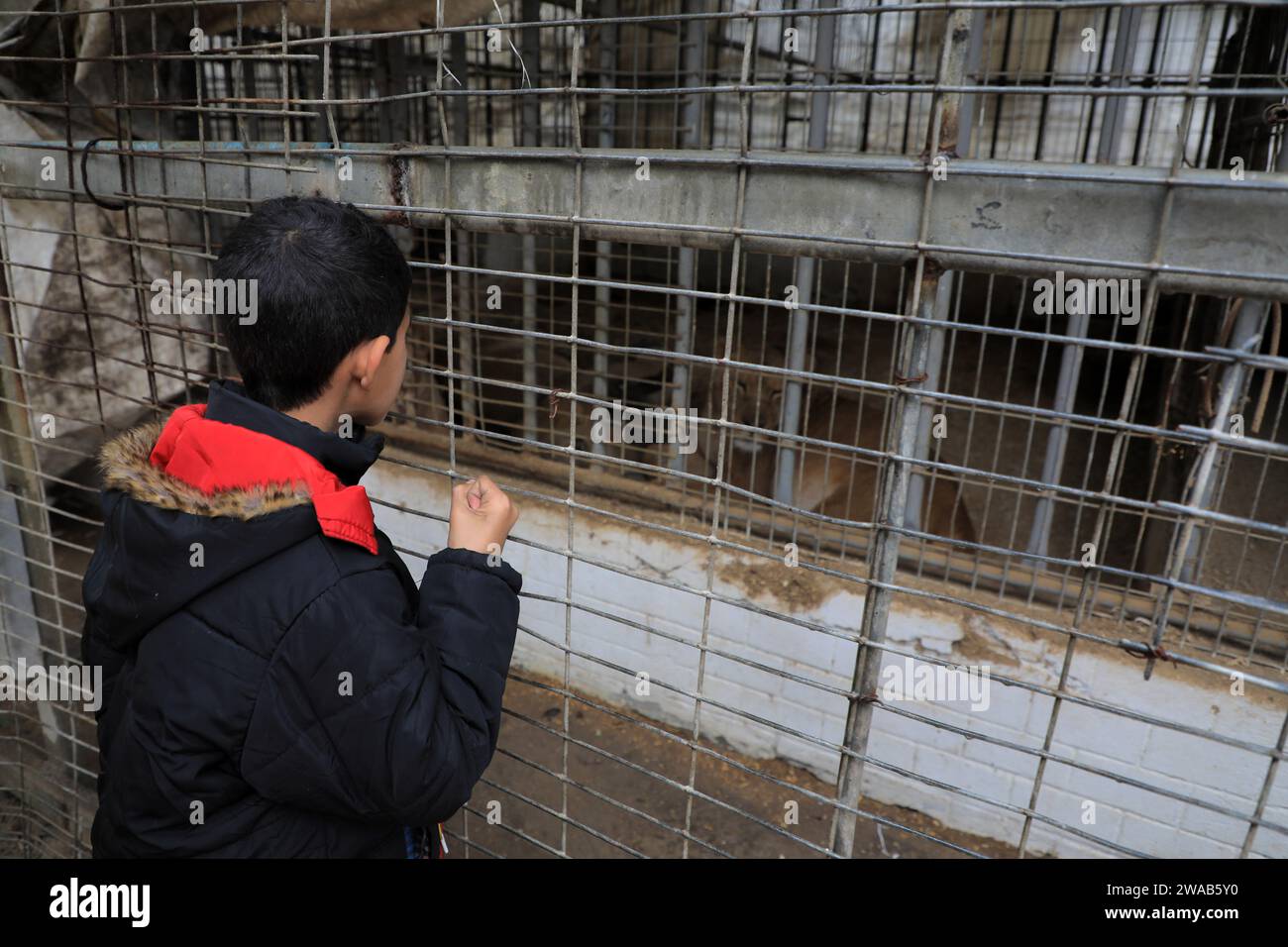 Gaza. 2 gennaio 2024. Un bambino guarda un leone in uno zoo privato nella parte meridionale della Striscia di Gaza, nella città di Rafah, 2 gennaio 2024. Gli animali dello zoo soffrono di carenza di cibo a causa del conflitto israelo-Hamas. Crediti: Rizek Abdeljawad/Xinhua/Alamy Live News Foto Stock