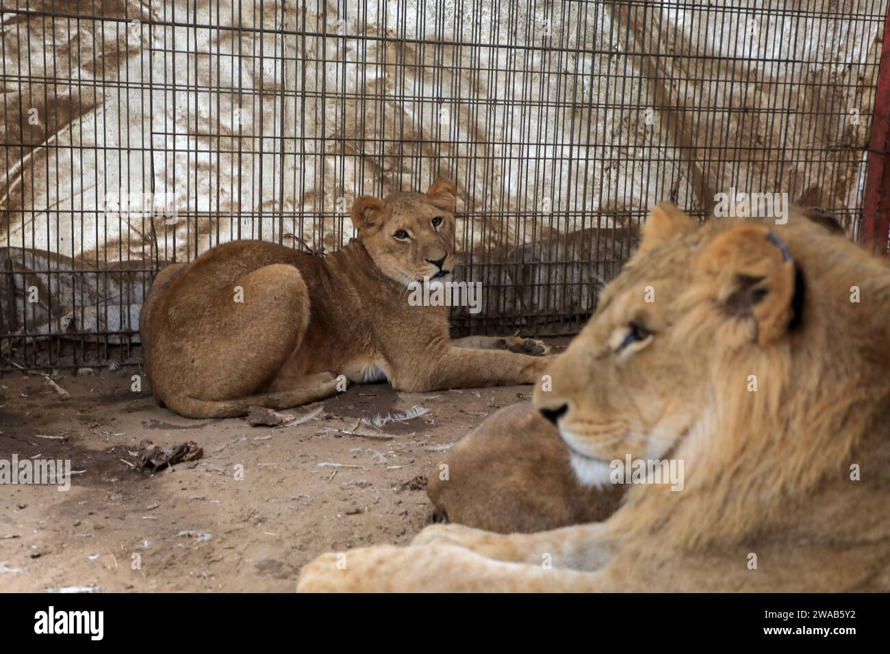 Gaza. 2 gennaio 2024. I leoni sono raffigurati in uno zoo privato nella parte meridionale della città di Rafah, nella Striscia di Gaza, il 2 gennaio 2024. Gli animali dello zoo soffrono di carenza di cibo a causa del conflitto israelo-Hamas. Crediti: Rizek Abdeljawad/Xinhua/Alamy Live News Foto Stock