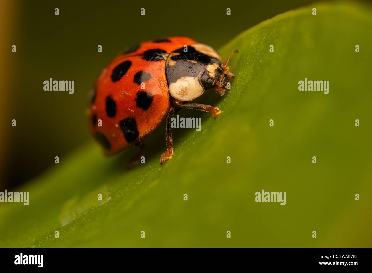 Ripresa macro di una coccinella su una foglia Foto Stock