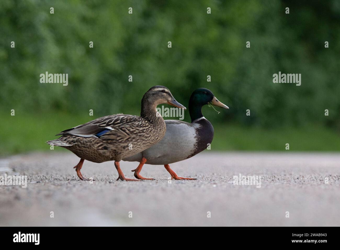 Due mallard che attraversano un sentiero Foto Stock