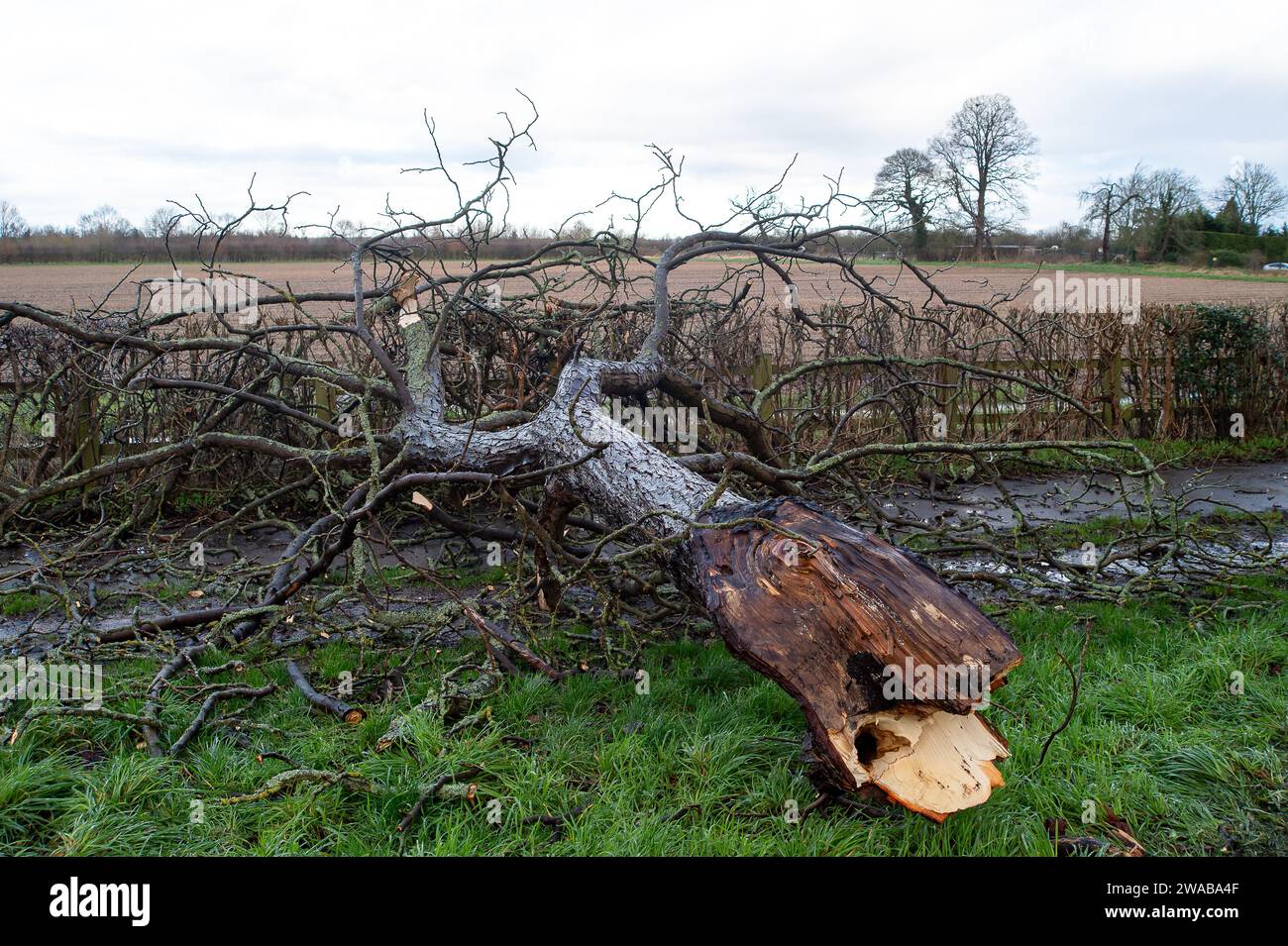 Dorney, Buckinghamshire, Regno Unito. 3 gennaio 2024. Un arto spezzato si trova su una strada a Dorney, nel Buckinghamshire, dopo i forti venti di ieri a Storm Henk. Credito: Maureen McLean/Alamy Live News Foto Stock
