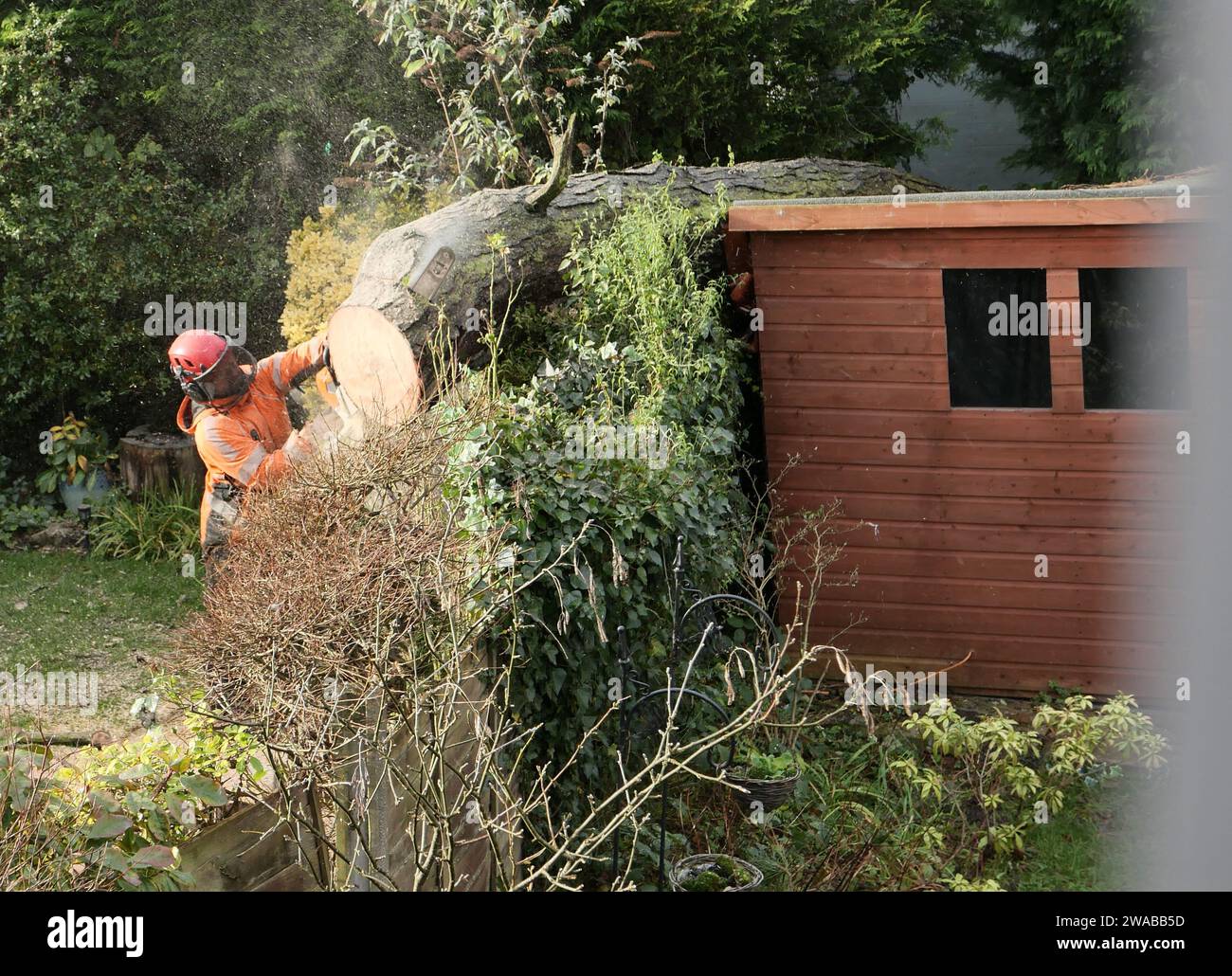 Abbattere un albero che è caduto su un capanno Foto Stock