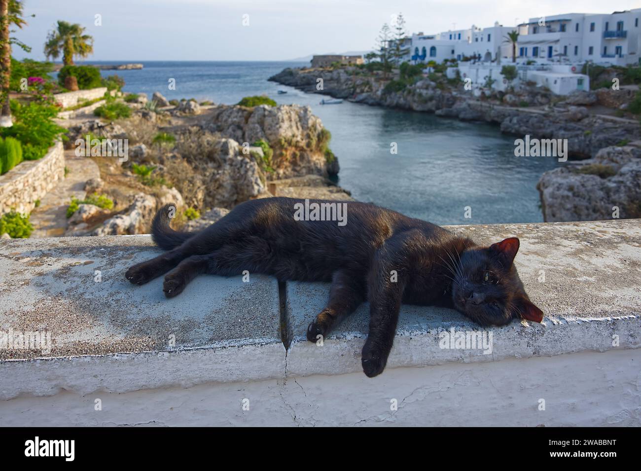 Primo piano di un gatto nero che dorme su un muro bianco in un villaggio greco delle vacanze Foto Stock