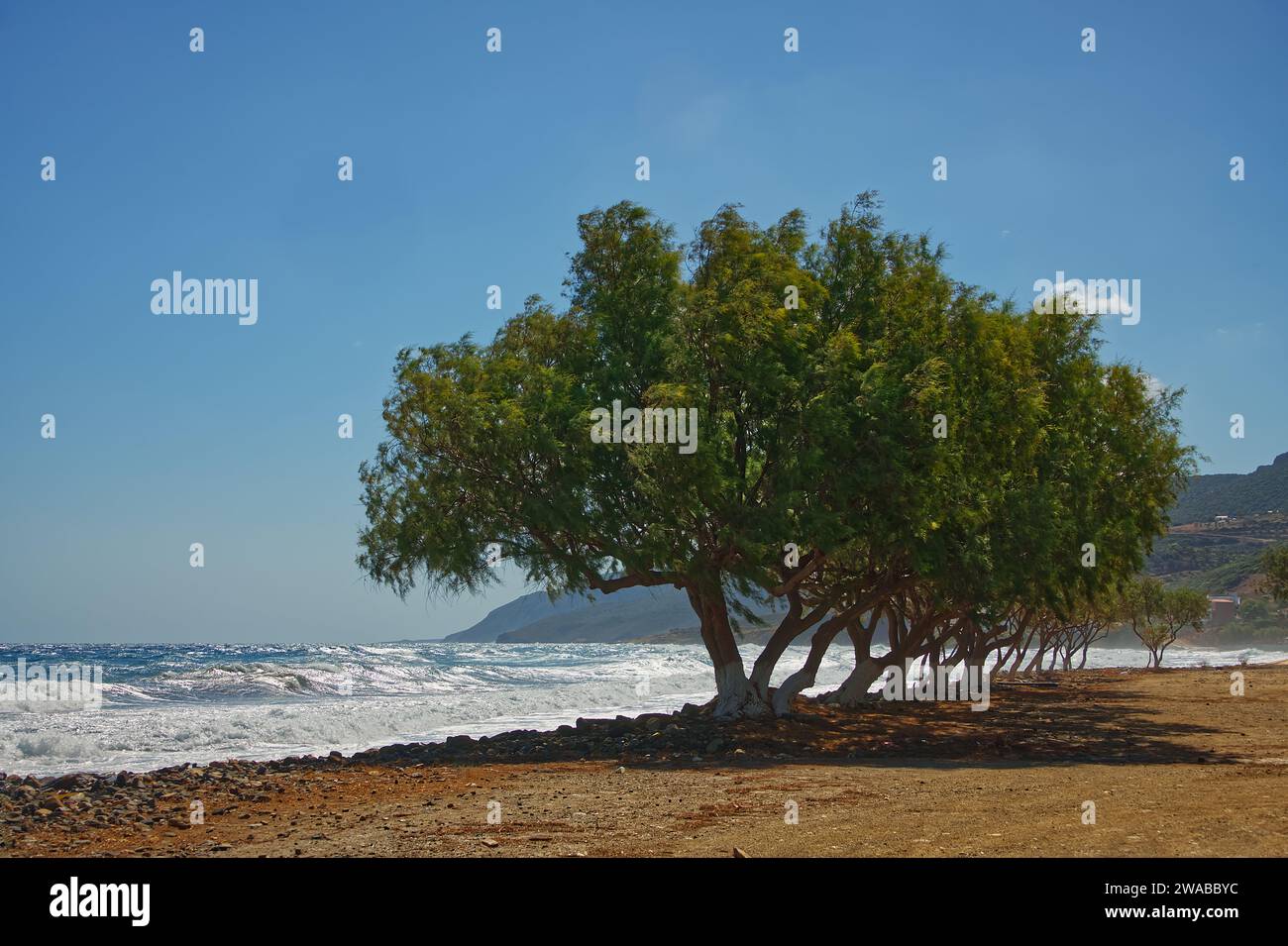 Una fila di alberi sulla spiaggia in una ventosa giornata estiva Foto Stock