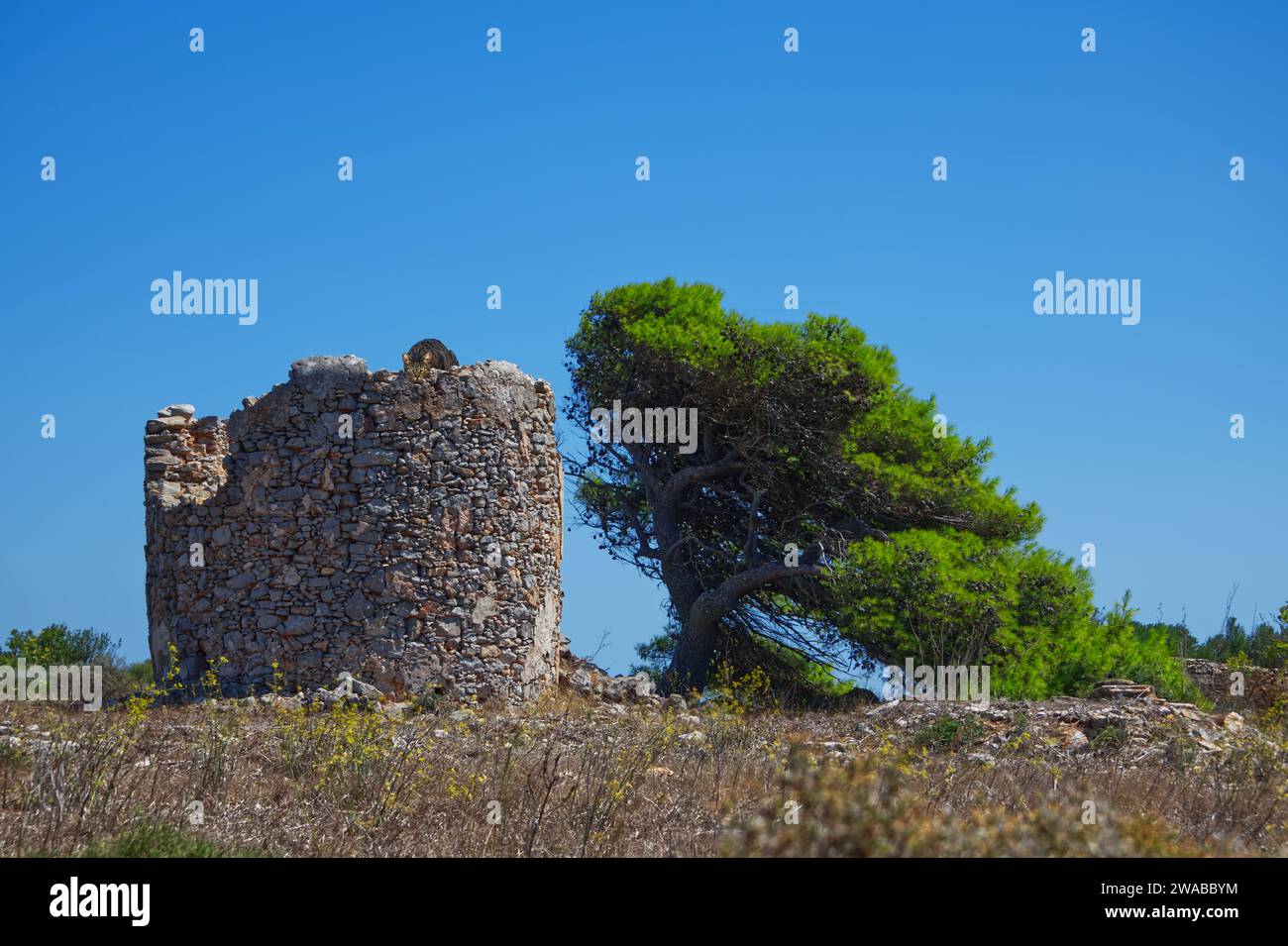 Gatto sulle rovine di un mulino in un'isola greca sotto il cielo blu Foto Stock