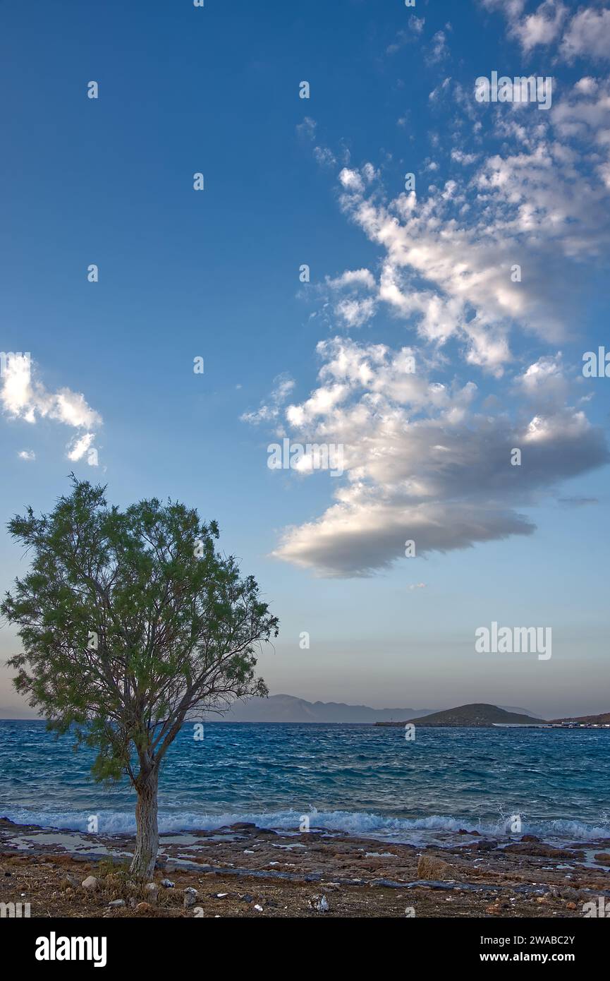 Albero sulla riva del mare sotto il cielo nuvoloso in un'isola Foto Stock