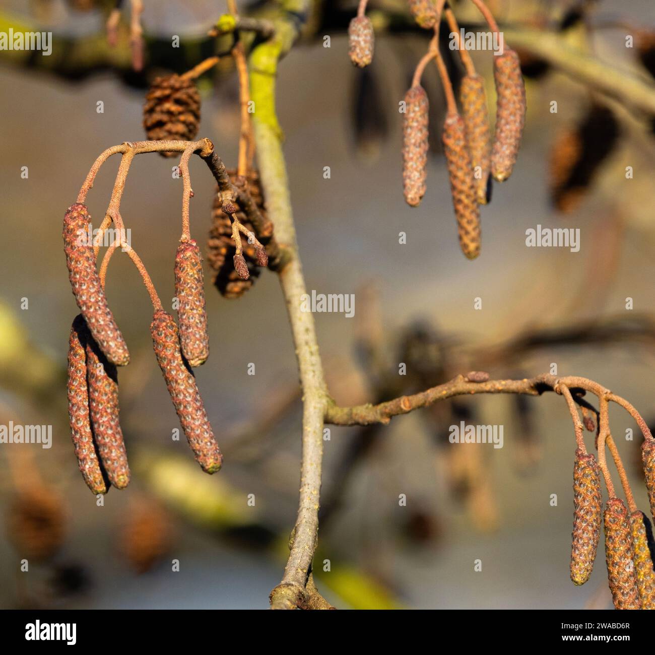 Ci sono 30 diverse specie di Alders strettamente associate alle rive del fiume e alle zone umide. Sono importanti per prevenire l'erosione delle rive del fiume. Foto Stock