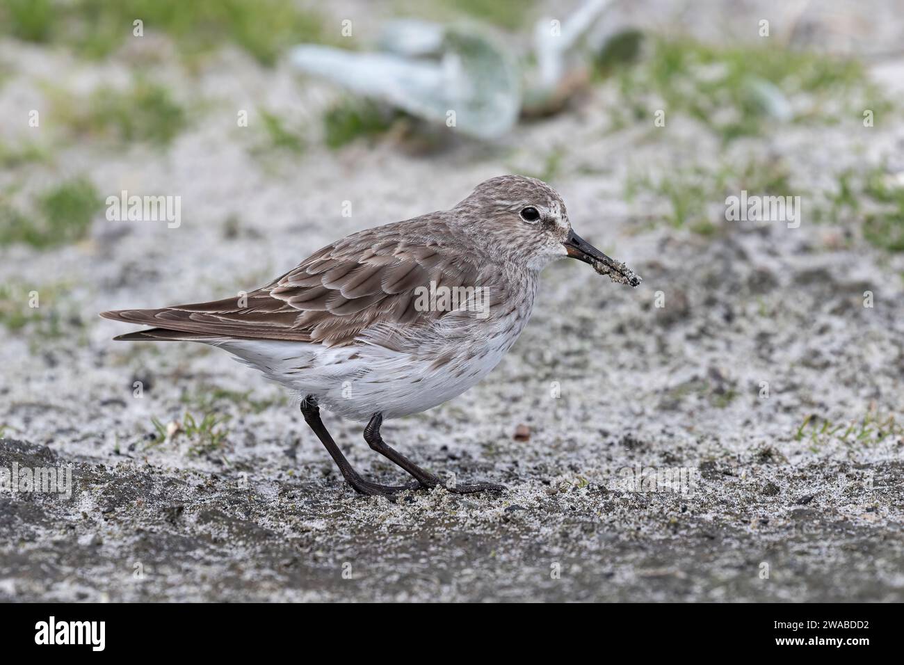 White Rumped Sandpiper, Calidris fuscicollis, migranti che si nutrono sulla costa dell'Isola dei leoni marini, Isole Falkland a novembre Foto Stock