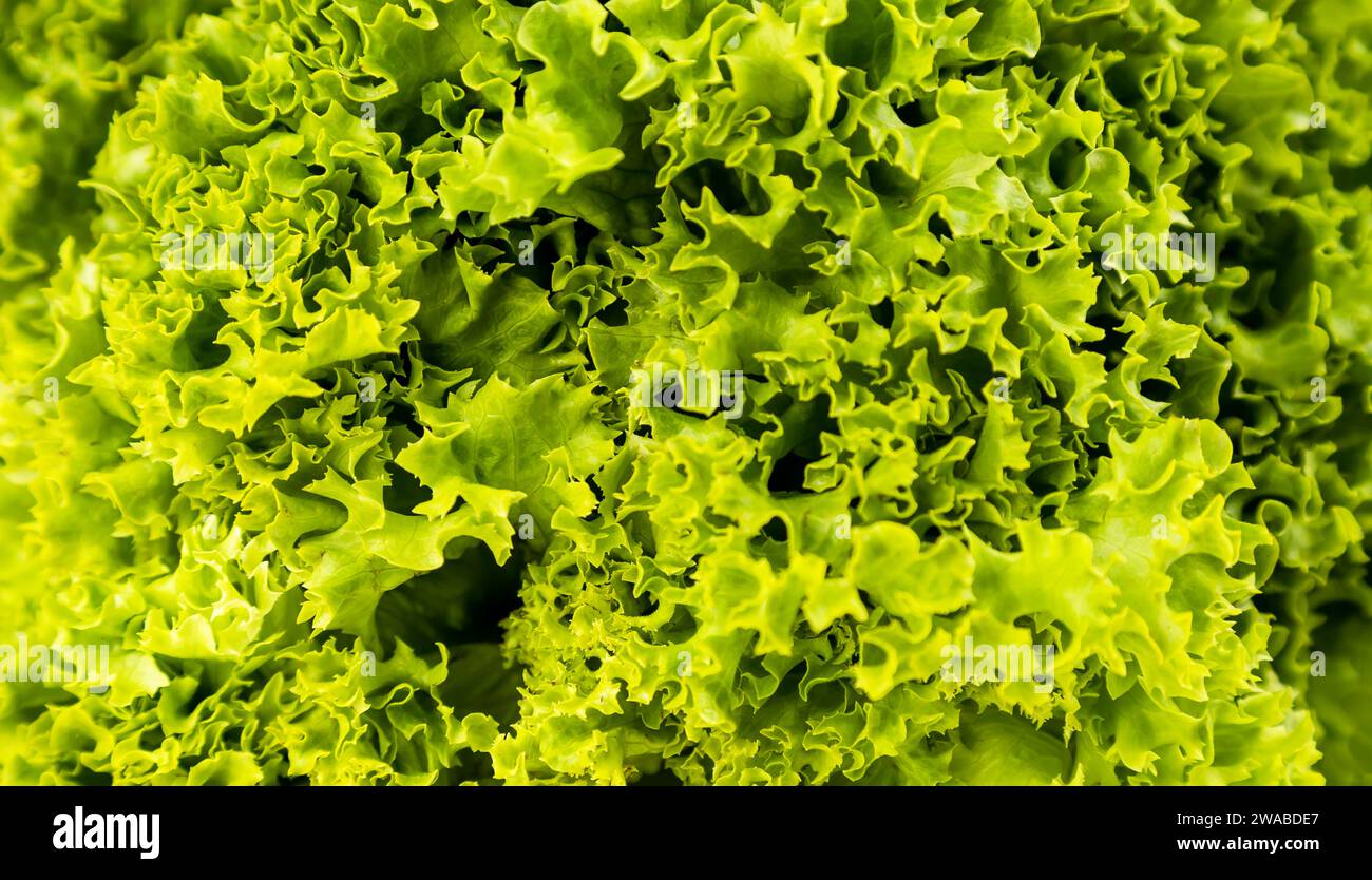 Primo piano delle foglie di lattuga verde, sfondo di foglie di lattuga fresca, mettere a fuoco al centro. Foto Stock