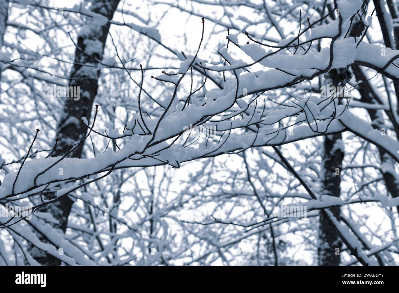 I rami innevati si intersecano dopo una forte nevicata invernale Foto Stock