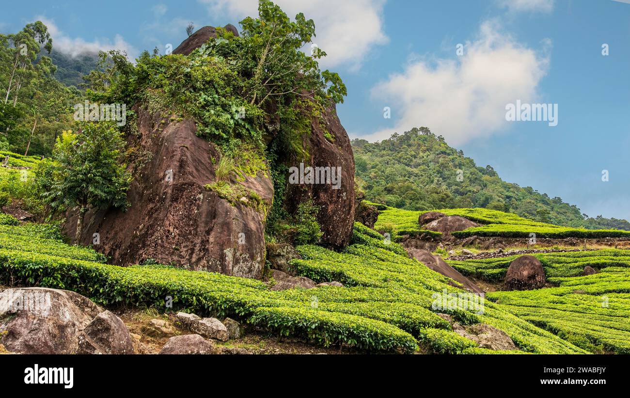 Vista colorata e affascinante di un giardino da tè locale a Munnar. Munnar è una splendida stazione collinare famosa per i suoi giardini da tè e il paesaggio naturale. Foto Stock