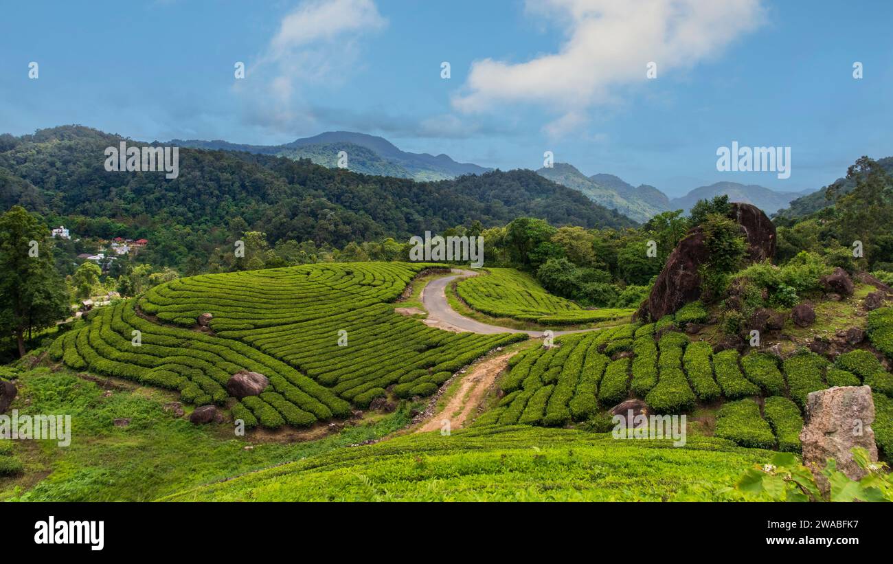 Vista colorata e affascinante di un giardino da tè locale a Munnar. Munnar è una splendida stazione collinare famosa per i suoi giardini da tè e il paesaggio naturale. Foto Stock