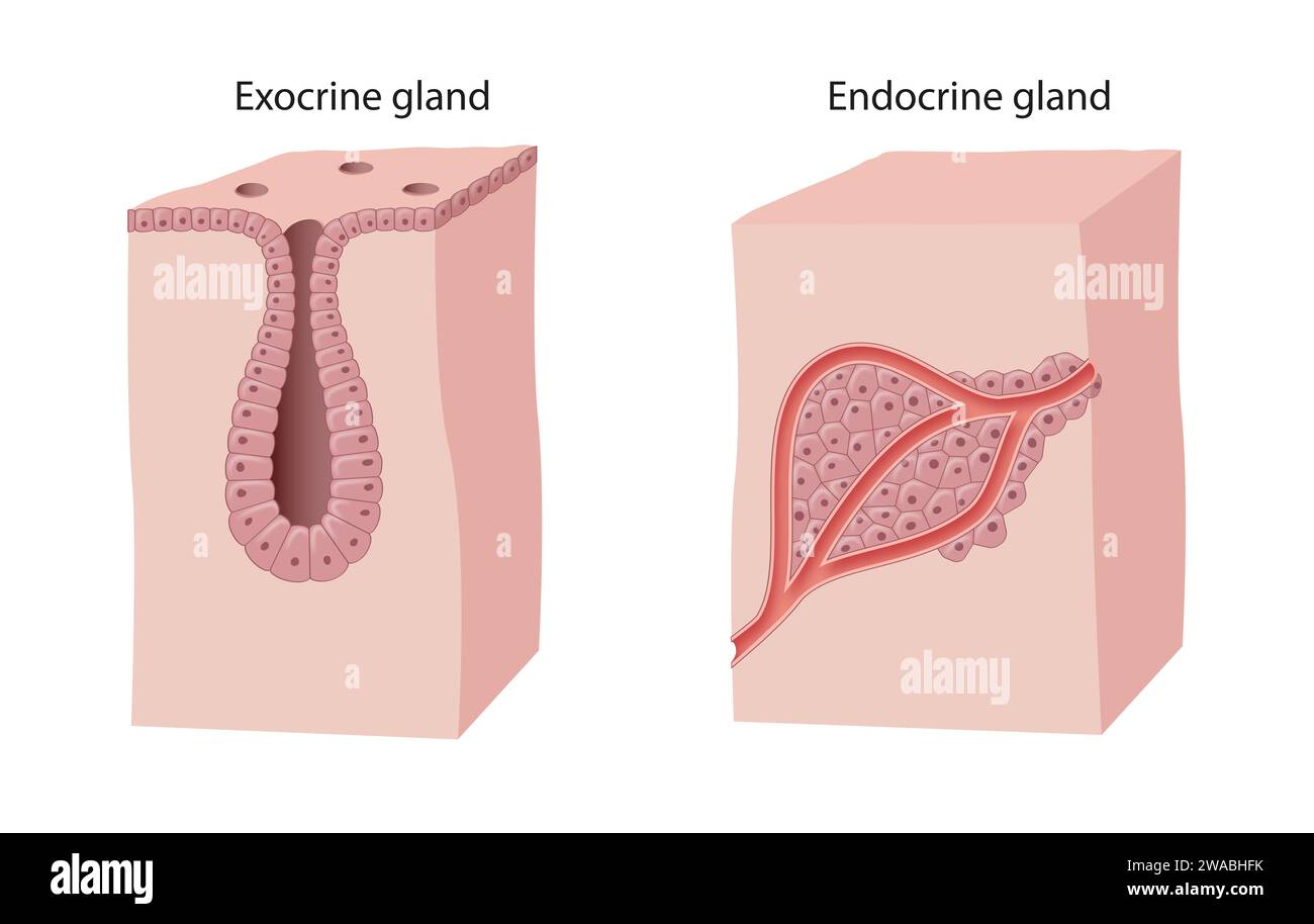 Differenza tra ghiandole endocrine ed esocrine Foto Stock