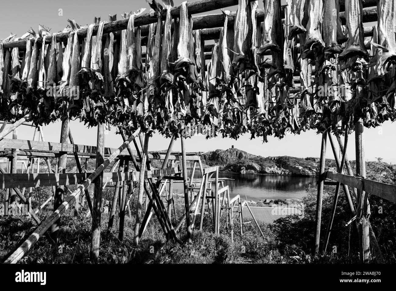 Immagine monocromatica dei rack per l'essiccazione dei pesci a Lofoten, Norvegia, con una baia tranquilla sullo sfondo. Effetto foto vintage Foto Stock