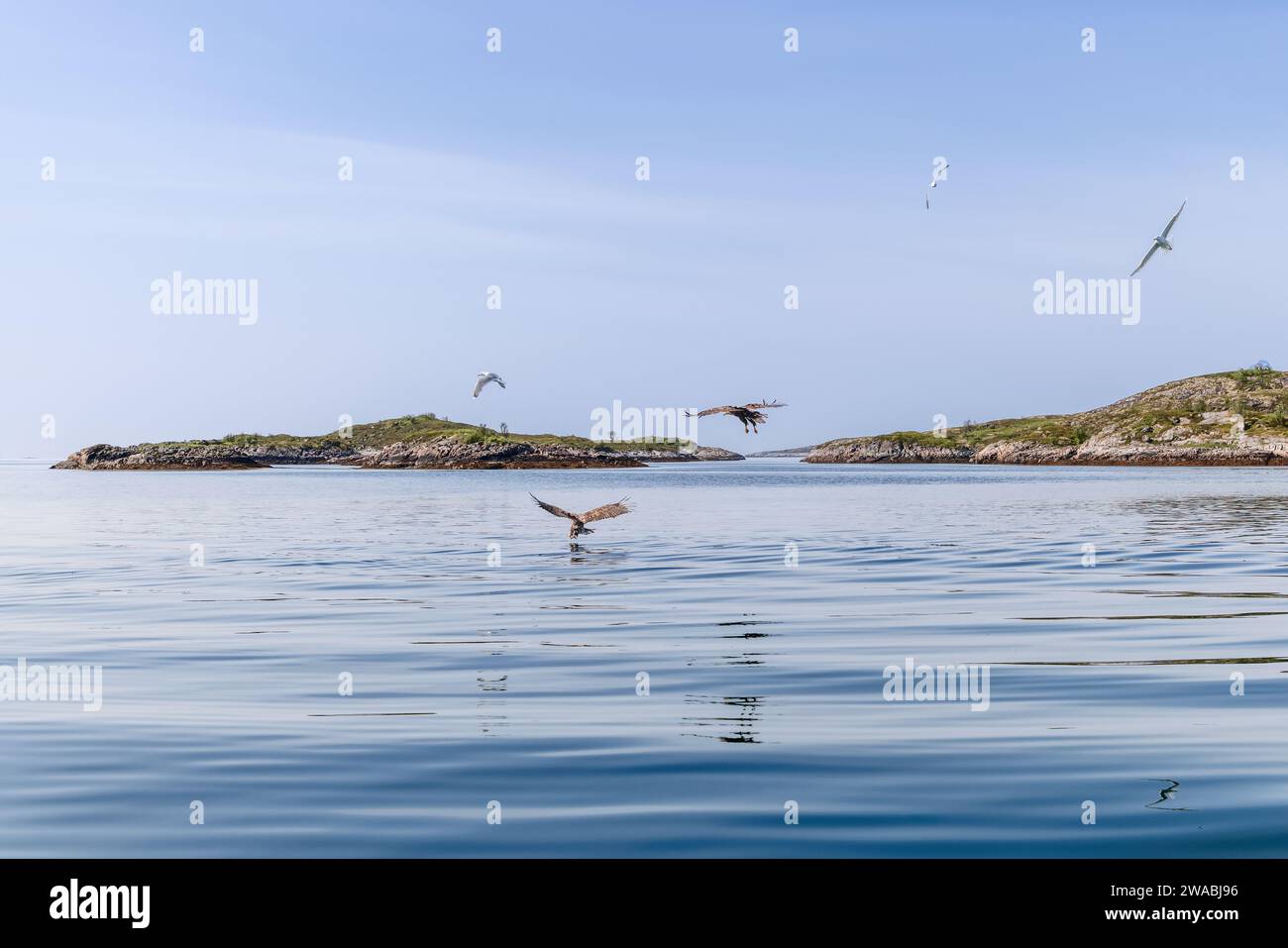 Nella serena distesa di Lofoten, due aquile dalla coda bianca si librano sulle acque riflettenti, con gabbiani che punteggiano il cielo limpido Foto Stock