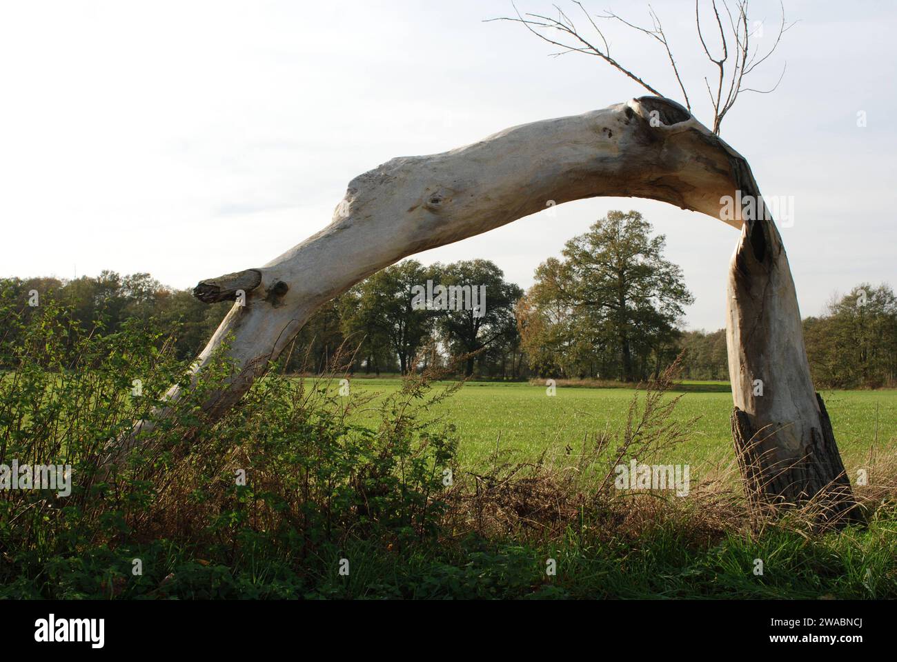 31.10.2013 Baumbogen Deutschland/ Sachsen Anhalt/ Altmark/ Altmarkkreis Salzwedel/ bei Kaulitz/ Landschaft/ abgestorbener Baum ohne Rinde/ der Baum ist geformt wie ein Torbogen *** 31 10 2013 Arch Germania Sassonia Anhalt Altmark Altmarkkreis Salzwedel vicino Kaulitz paesaggio albero morto senza corteccia l'albero è a forma di un arco ad arco Foto Stock