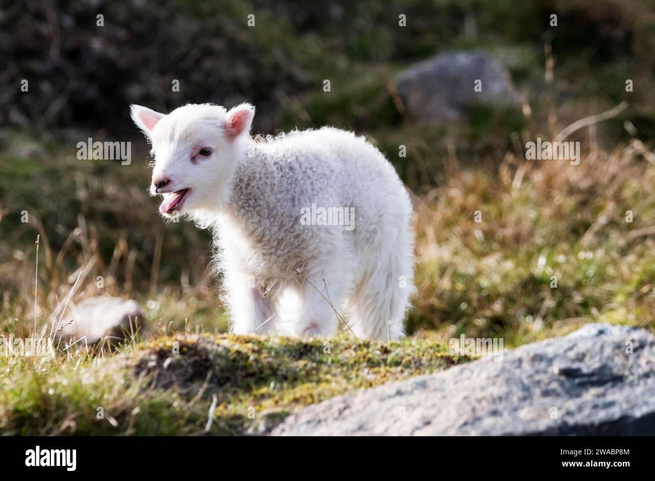 Un giovane agnello primaverile sull'isola di Yell nelle Shetland. Foto Stock