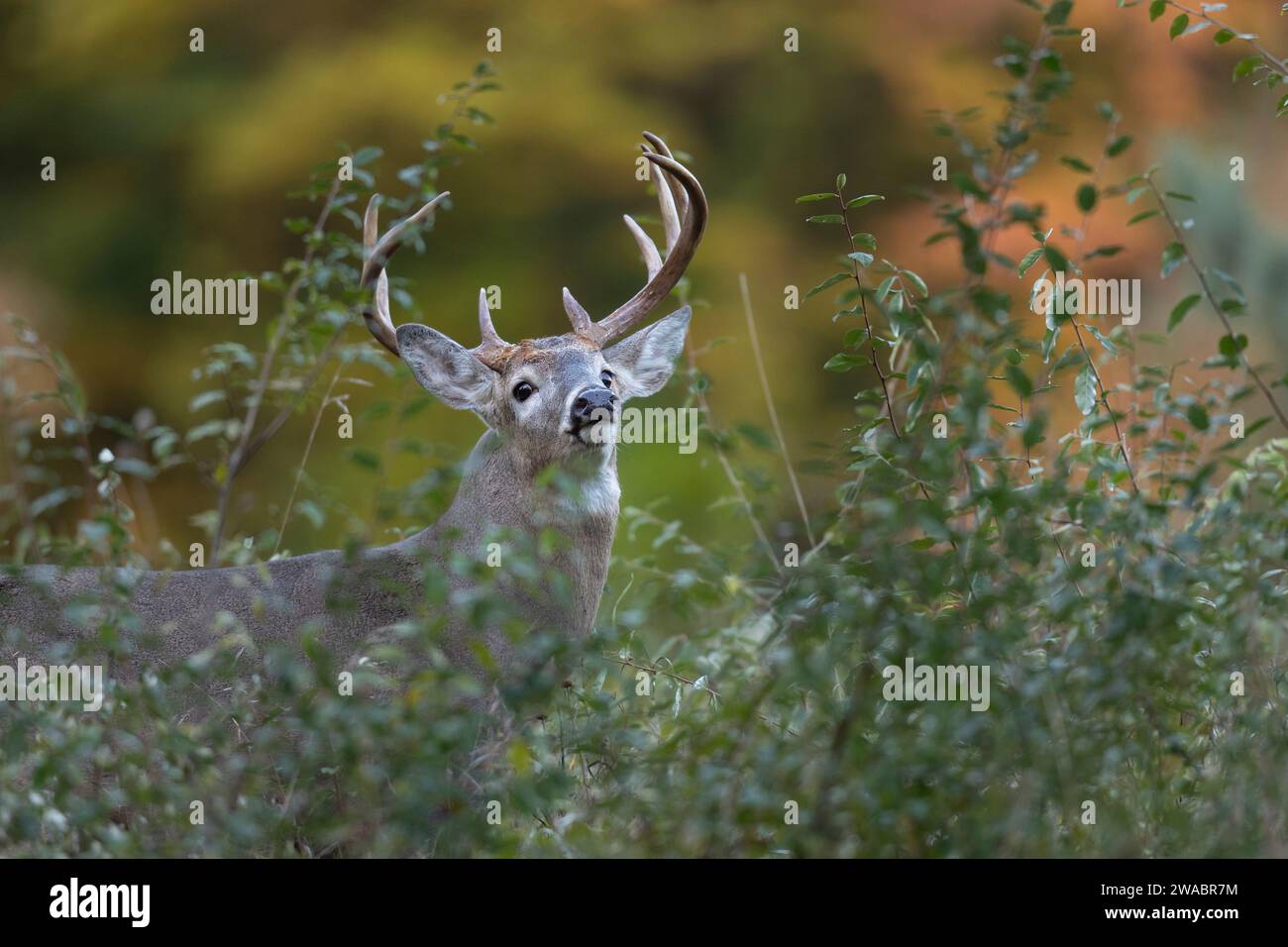 Buck cervo dalla coda bianca parzialmente nascosto da una spazzola e sollevando la testa. Foto Stock