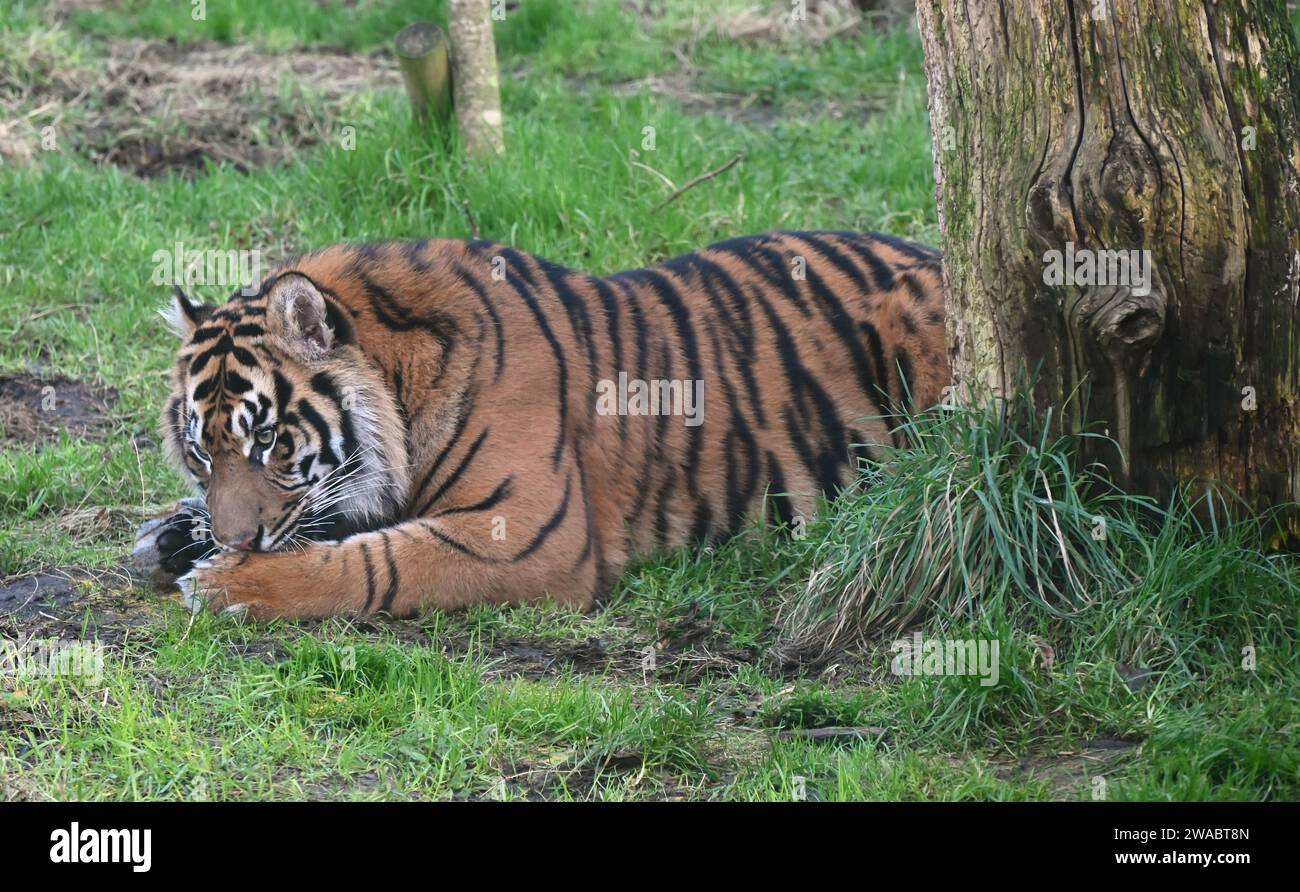 Lo zoo di Londra ha tenuto il suo inventario annuale, un compito gigantesco che consiste nel radunare ogni creatura pelosa, piumata e scalata sotto la sua cura. Lo zoo di conservazione ospita più di 300 specie diverse, dalle tartarughe giganti delle Galapagos minacciate di estinzione e i leoni asiatici alle tigri di Sumatra minacciate di estinzione critica, tutte registrate e registrate come parte del requisito annuale di licenza dello zoo.lo zoo di Londra fa parte della ZSL, un'organizzazione benefica per la conservazione basata sulla scienza, lavorare per proteggere e ripristinare la fauna selvatica nel Regno Unito e in tutto il mondo. Foto Stock