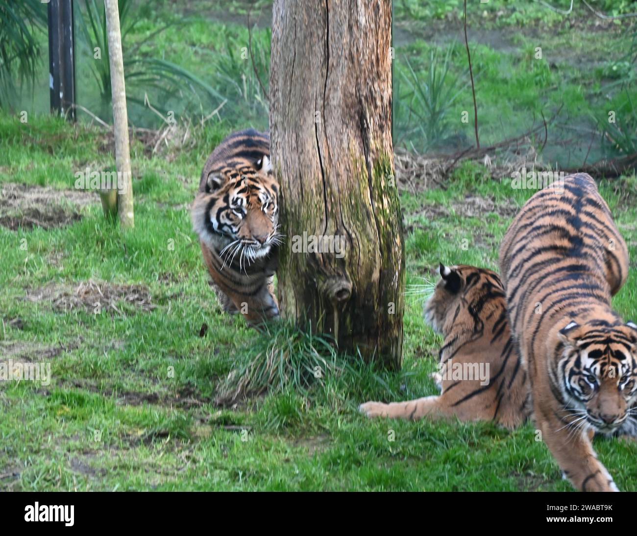 Lo zoo di Londra ha tenuto il suo inventario annuale, un compito gigantesco che consiste nel radunare ogni creatura pelosa, piumata e scalata sotto la sua cura. Lo zoo di conservazione ospita più di 300 specie diverse, dalle tartarughe giganti delle Galapagos minacciate di estinzione e i leoni asiatici alle tigri di Sumatra minacciate di estinzione critica, tutte registrate e registrate come parte del requisito annuale di licenza dello zoo.lo zoo di Londra fa parte della ZSL, un'organizzazione benefica per la conservazione basata sulla scienza, lavorare per proteggere e ripristinare la fauna selvatica nel Regno Unito e in tutto il mondo. Foto Stock