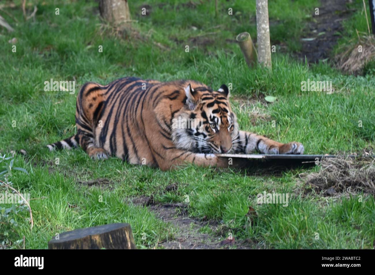 Lo zoo di Londra ha tenuto il suo inventario annuale, un compito gigantesco che consiste nel radunare ogni creatura pelosa, piumata e scalata sotto la sua cura. Lo zoo di conservazione ospita più di 300 specie diverse, dalle tartarughe giganti delle Galapagos minacciate di estinzione e i leoni asiatici alle tigri di Sumatra minacciate di estinzione critica, tutte registrate e registrate come parte del requisito annuale di licenza dello zoo.lo zoo di Londra fa parte della ZSL, un'organizzazione benefica per la conservazione basata sulla scienza, lavorare per proteggere e ripristinare la fauna selvatica nel Regno Unito e in tutto il mondo. Foto Stock