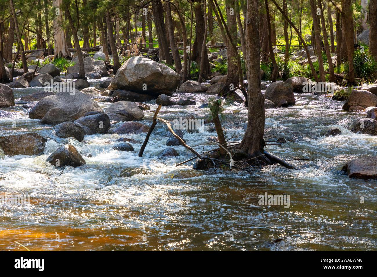 Fotografia del fiume Coxs che scorre attraverso una lussureggiante foresta nelle Blue Mountains nell'Australia regionale Foto Stock