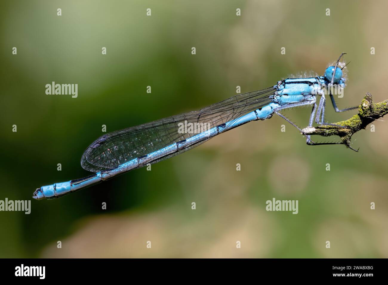 Damigella blu che riposa e pulisce l'occhio con la gamba Foto Stock