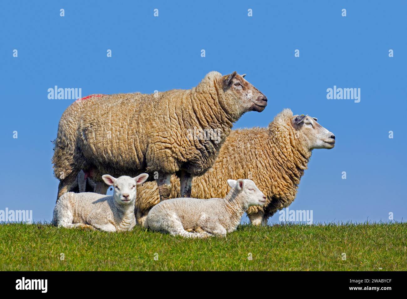 Due gemelli, agnelli bianchi davanti alle pecore di pecore domestiche in prato / campo in primavera Foto Stock