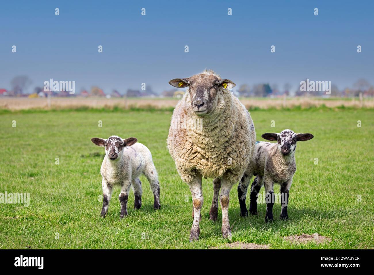 Pecore domestiche con due agnelli bianchi e neri in prato/pascolo in primavera, Schleswig-Holstein, Germania Foto Stock