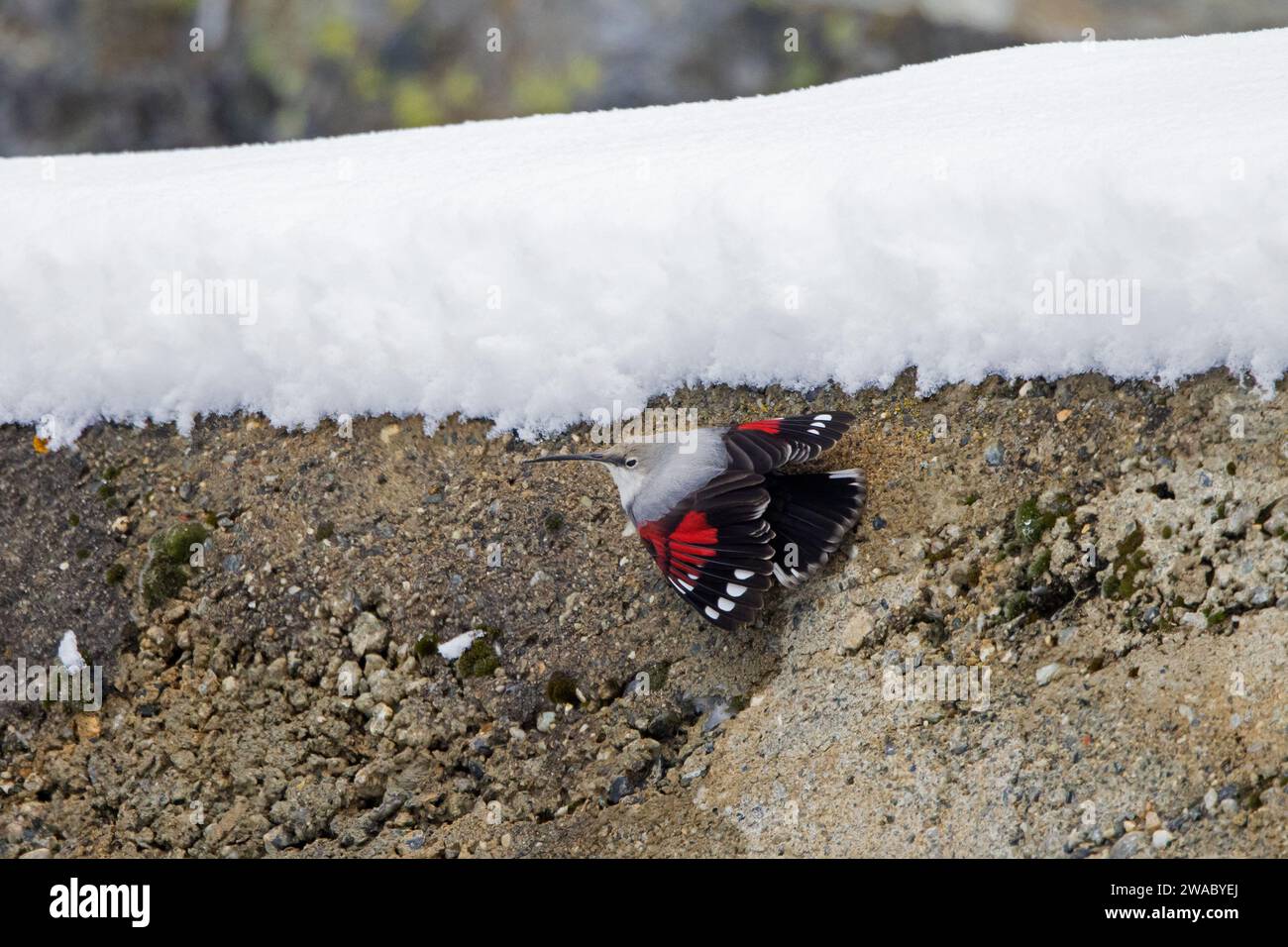 Wallcreeper europeo (Tichodroma muraria muraria muraria) femmina in piumaggio non riproduttivo che cerca su un muro di cemento delle Alpi in autunno, Italia Foto Stock