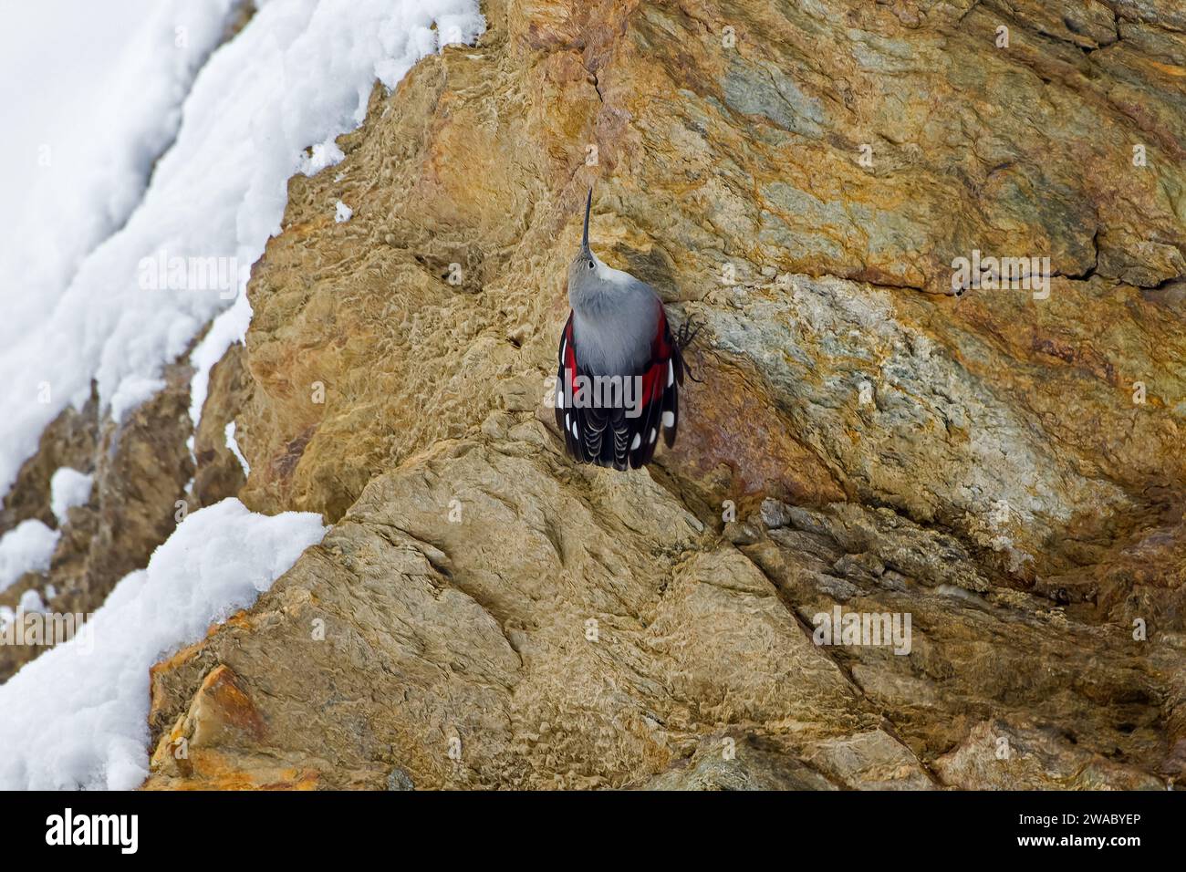 Wallcreeper europeo (Tichodroma muraria) femmina in piumaggio non riproduttivo che cerca insetti sulla parete rocciosa di montagna delle Alpi in autunno, Italia Foto Stock