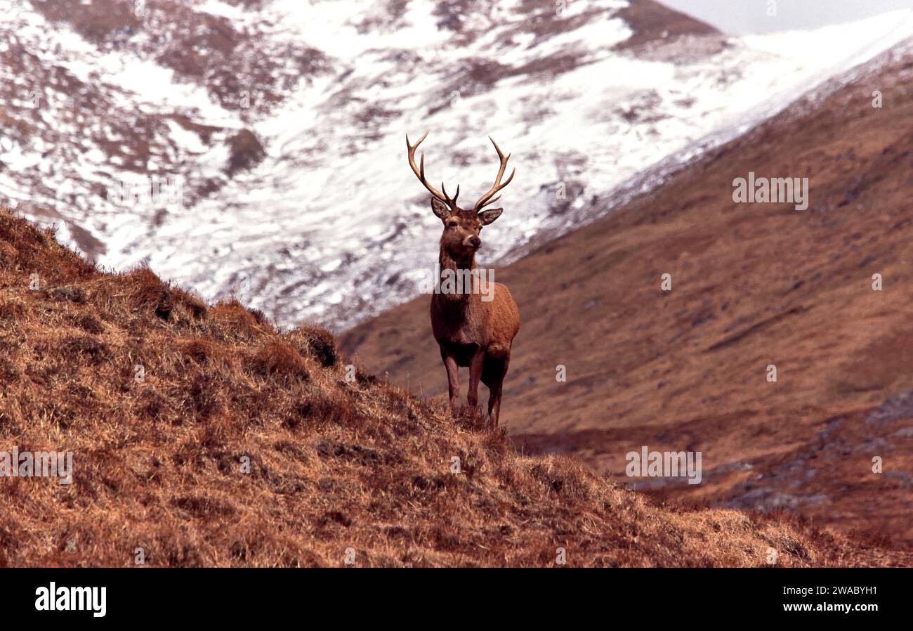Cervo cervo Cervo elafo tra le montagne innevate della costa occidentale della Scozia Foto Stock