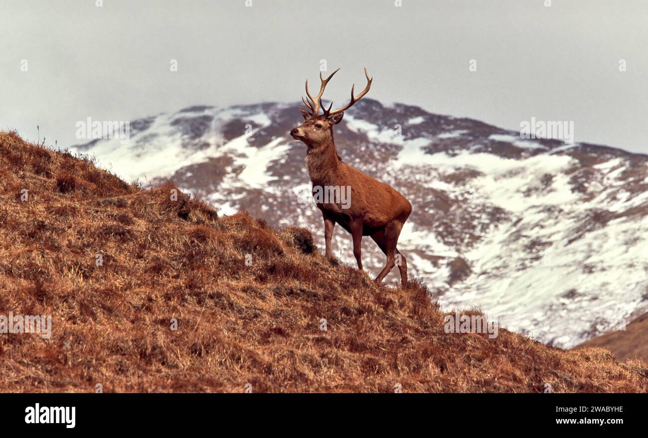 Cervo cervo Cervo elafo sulle montagne innevate della costa occidentale della Scozia Foto Stock