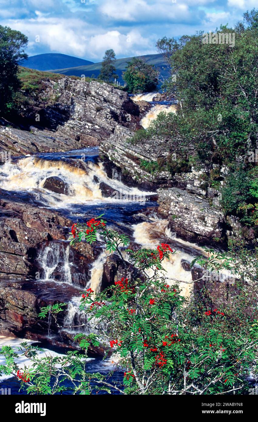 River Cassley Sutherland Scotland Rowan Tree e bacche rosse in tarda estate Foto Stock