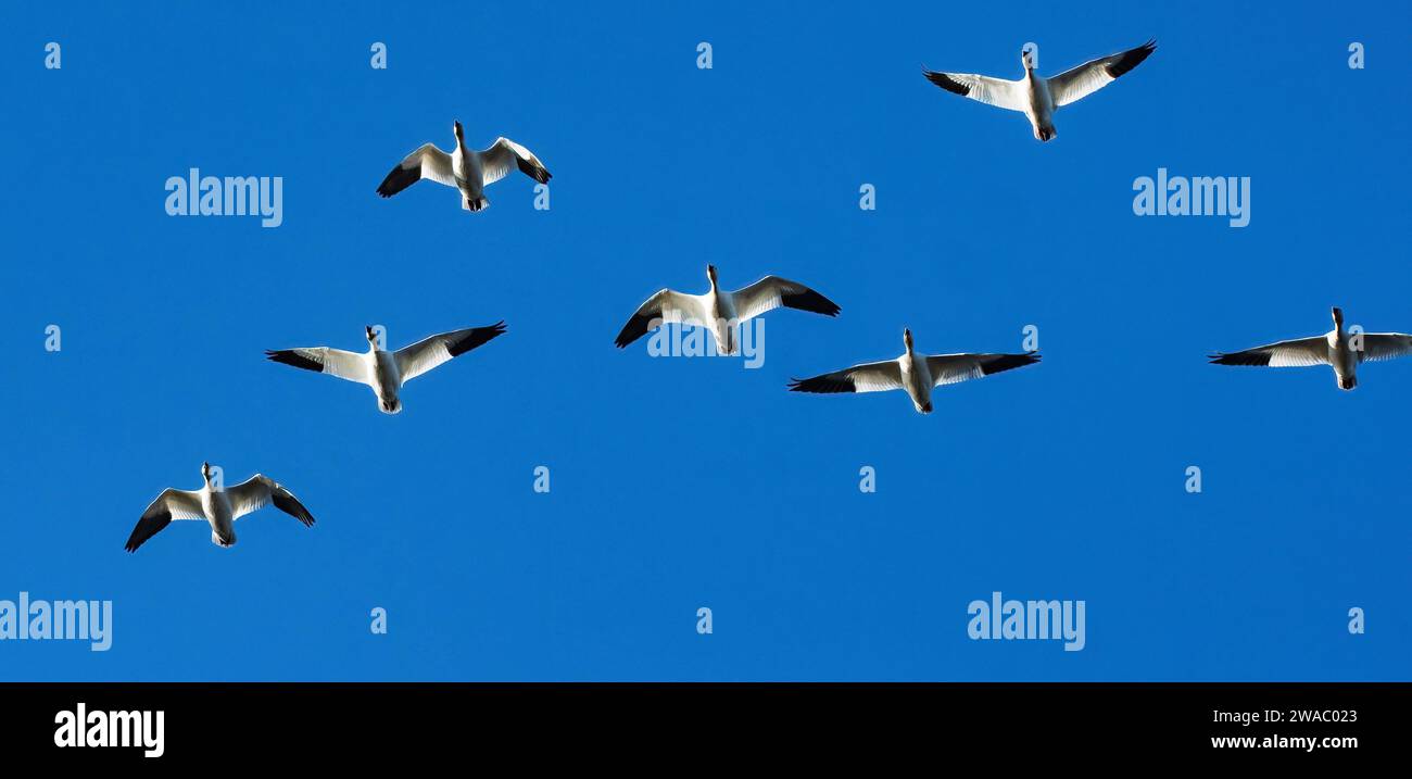 Gruppo di volo di oche da neve Foto Stock