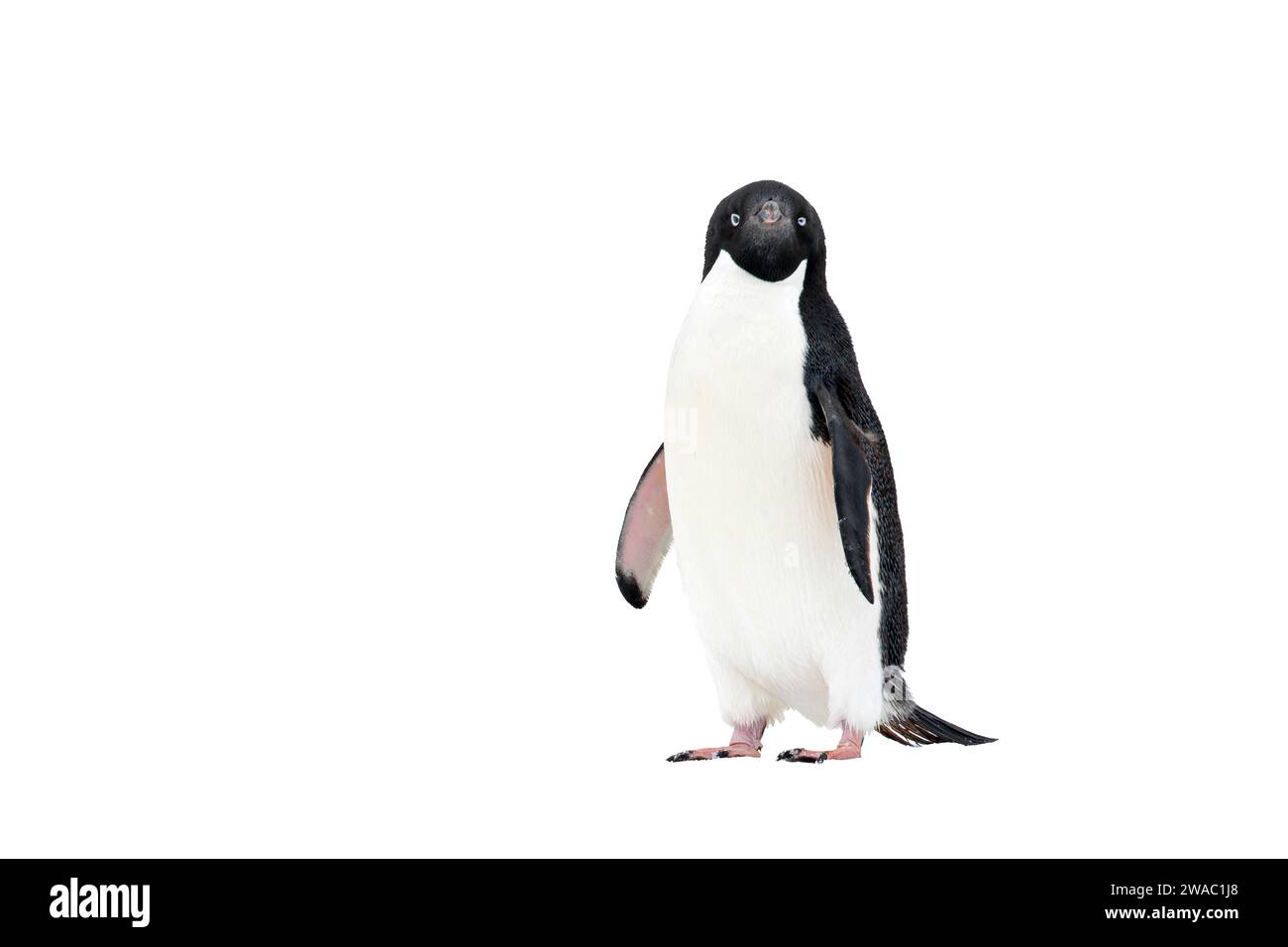 Ritagliata l'immagine del singolo pinguino di Adelie, Pygoscelis adeliae, in piedi sulla neve, Antartide Foto Stock