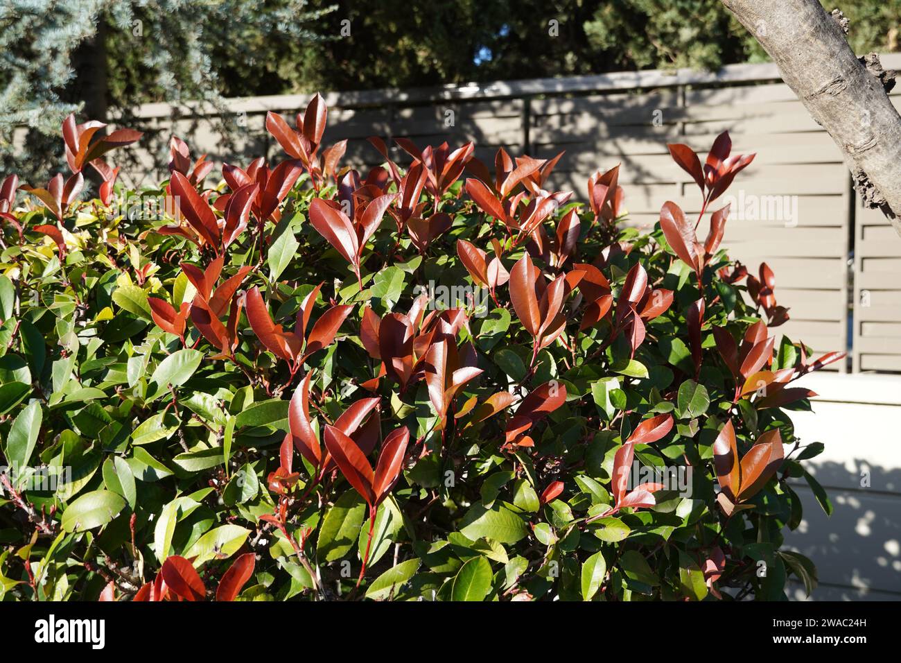 Un arbusto rosso fotinia fraseri con foglie rosse e verdi in un giardino in Attica, Grecia Foto Stock