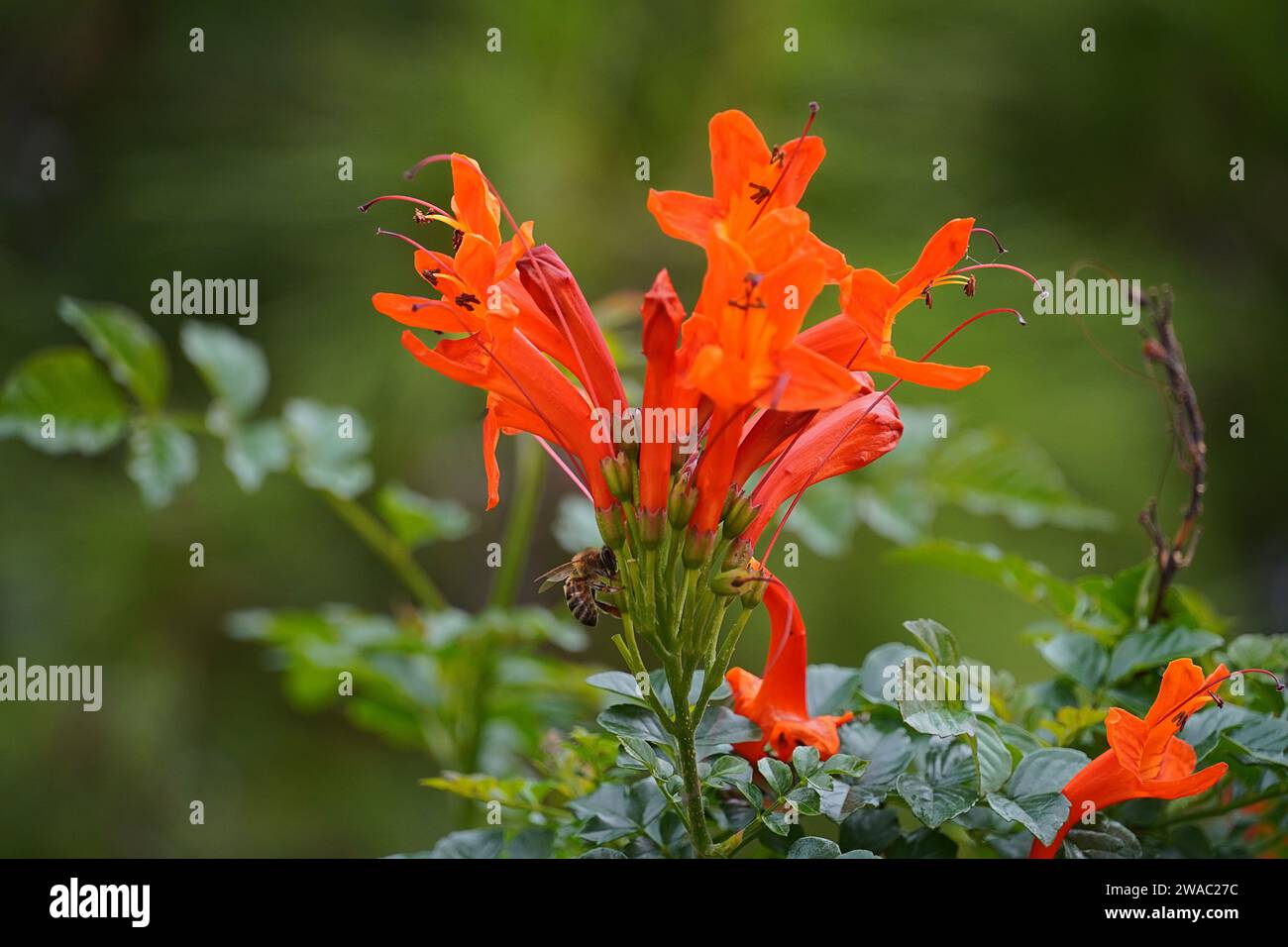 Caprifoglio del Capo, o Tecomaria capensis fiori d'arancio, e un'ape miele, o Apis mellifera Foto Stock