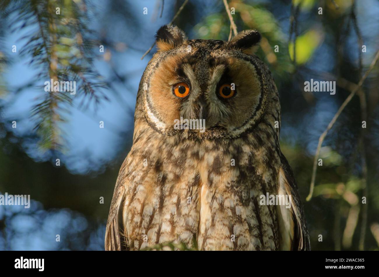 Ritratto di gufo dalle orecchie lunghe (Asio otus) arroccato su un albero. BAS-Rhin, Alsazia, Grand Est, Francia, Europa. Foto Stock