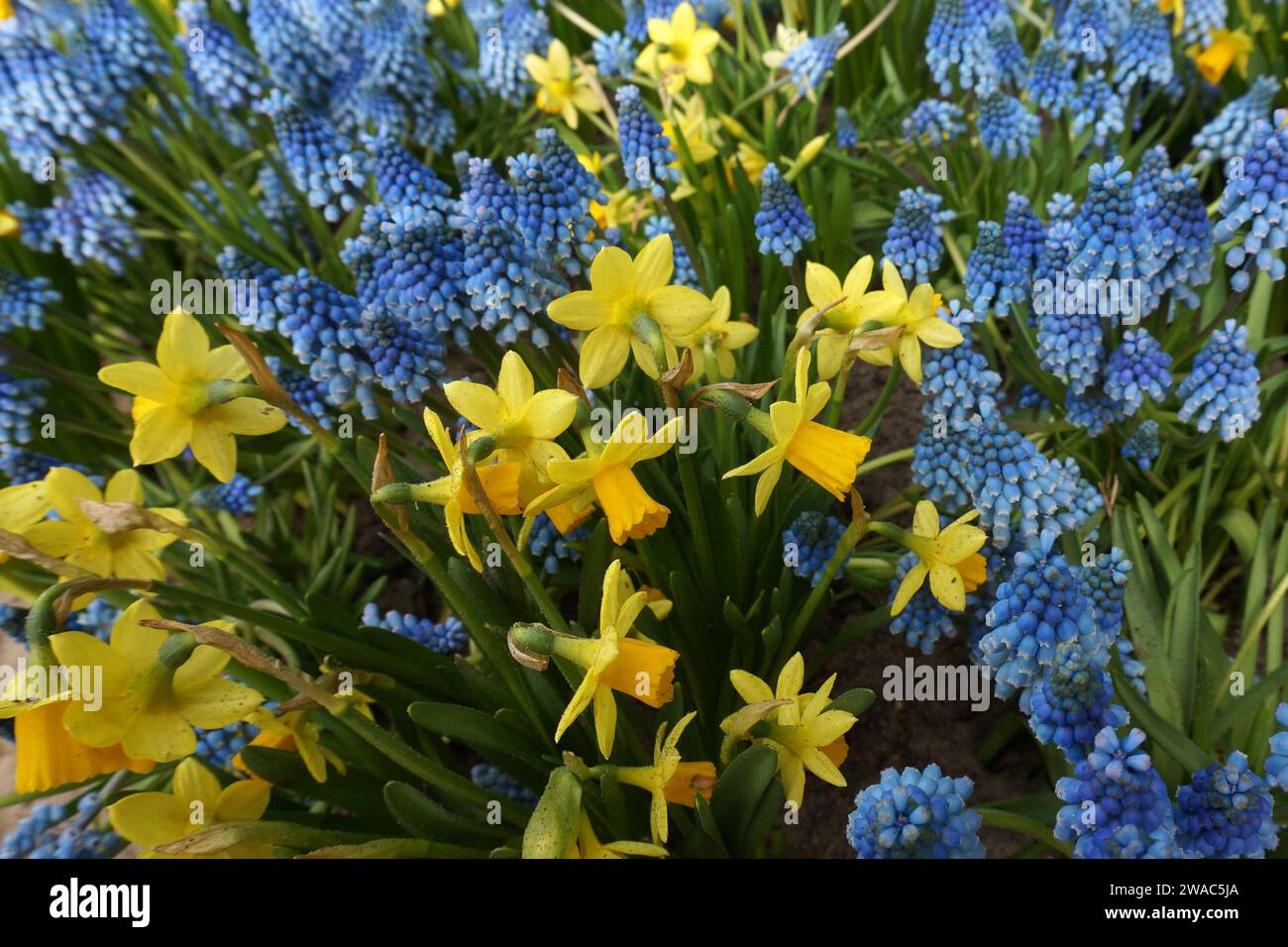 Giacinti d'uva blu chiaro combinati con mini narcisi gialli Foto Stock