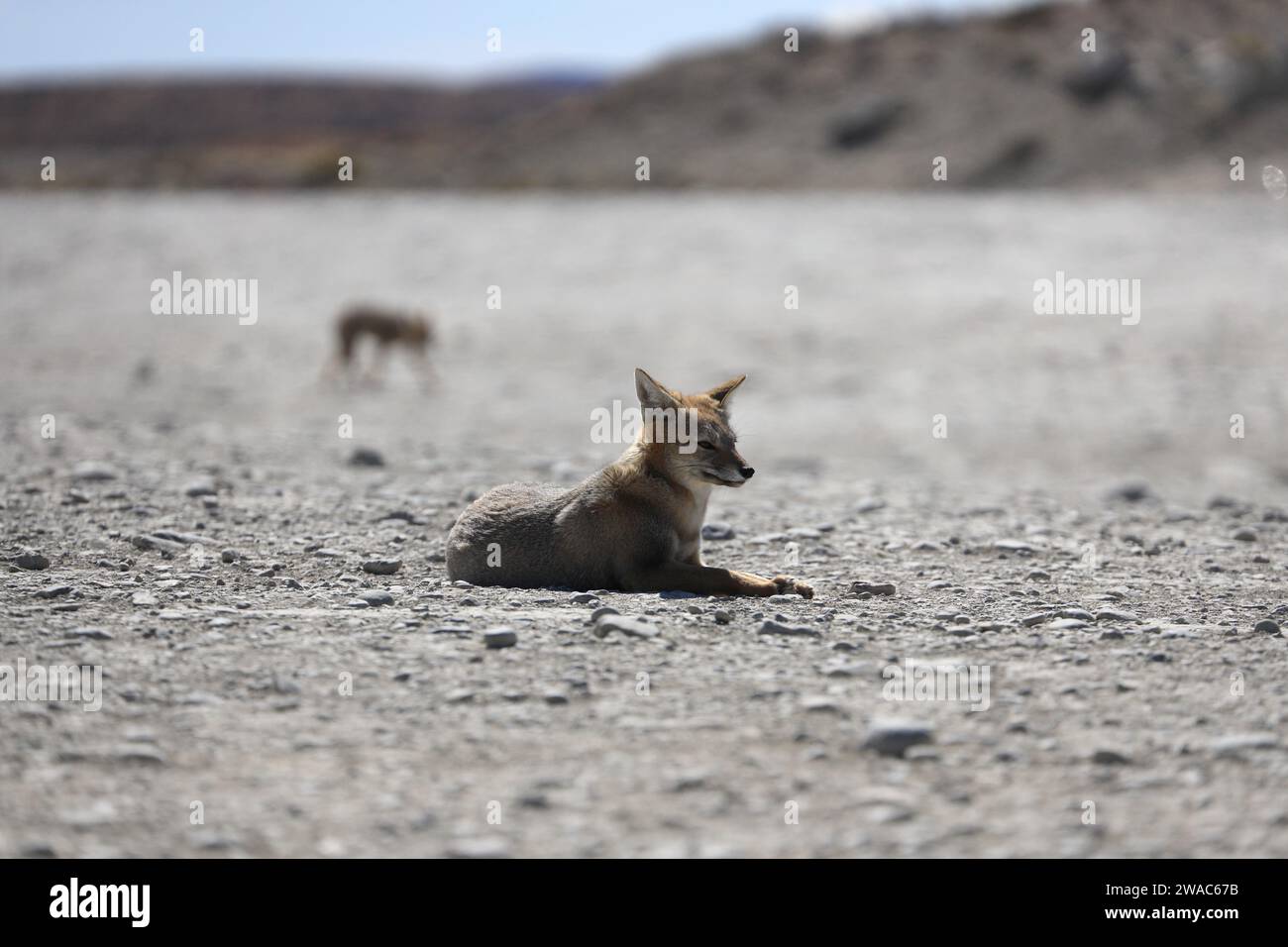 Un Culpeo Fox della Patagonia lungo la Route 41.Provincia di Santa Cruz.Argentina Foto Stock