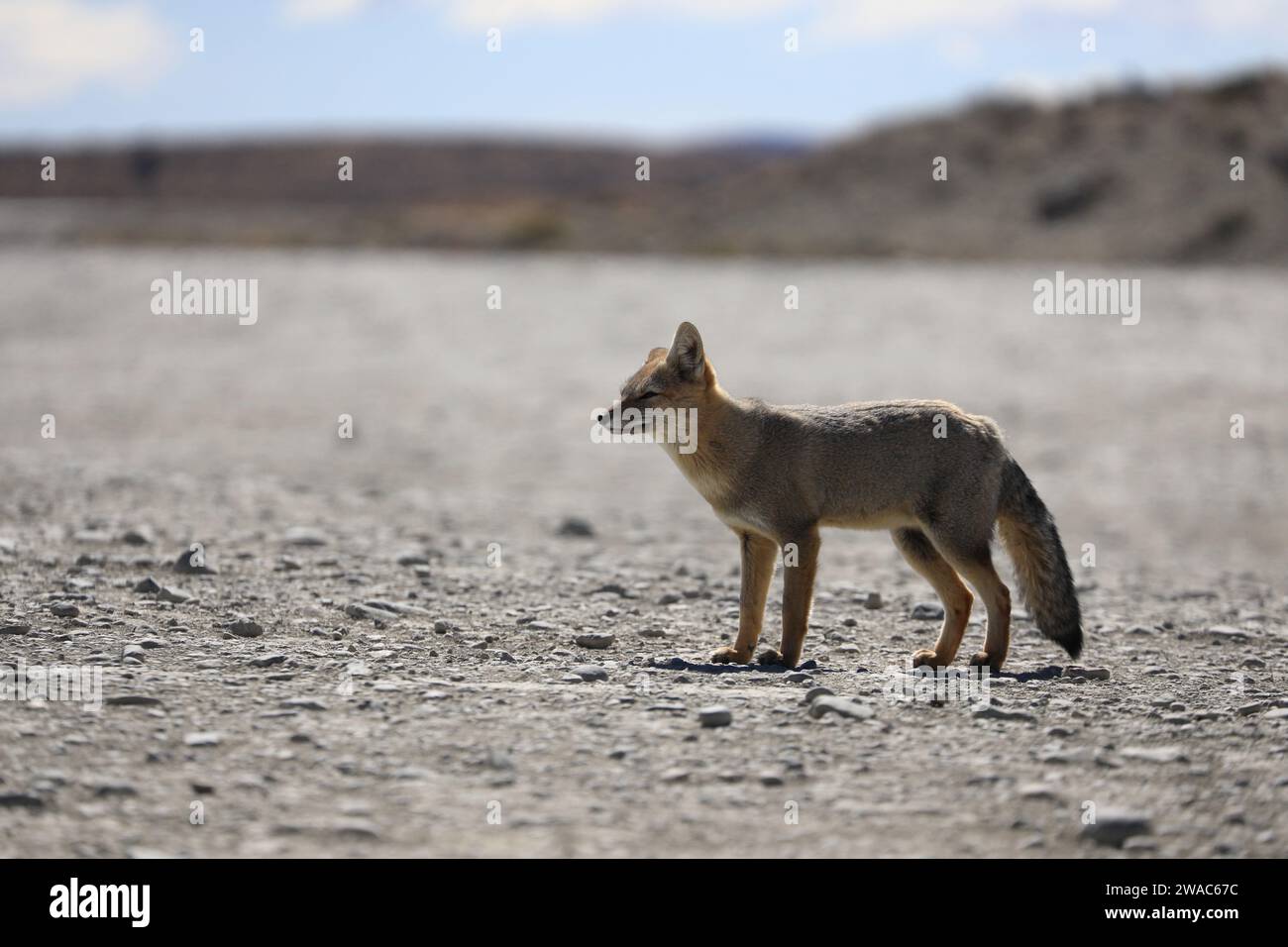 Un Culpeo Fox della Patagonia lungo la Route 41.Provincia di Santa Cruz.Argentina Foto Stock