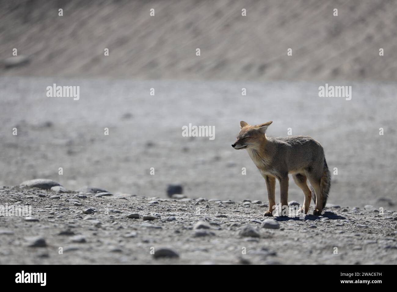 Un Culpeo Fox della Patagonia lungo la Route 41.Provincia di Santa Cruz.Argentina Foto Stock