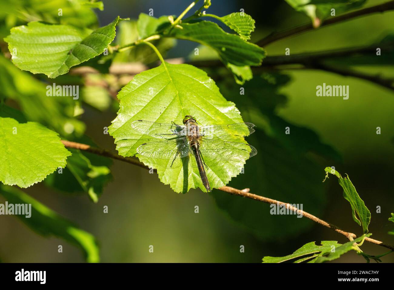 Cordulia aenea famiglia Corduliidae genere Cordulia Downy smeraldo libellula natura selvaggia insetti carta da parati, foto, fotografia Foto Stock